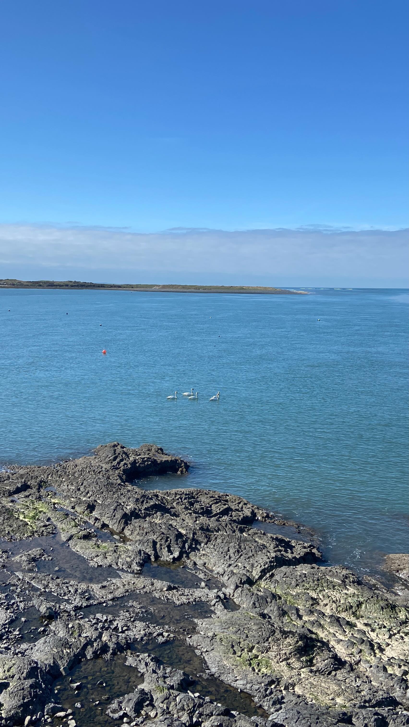 ✨ Almost Ready! ✨
We’re busy setting up for the private view of @risingtide.collective Outside Being tomorrow at @plougharts, and it’s all coming together beautifully! It’s been such a joy seeing our work take its place in the space.
📅 Private View: Saturday, 29th March
⏰ 2-4 PM
📍 The Plough Arts Centre
9-11 Fore St, Great Torrington, EX38 8HQ
A small selection of my new collection, Whispers of Twilight, will be making its first appearance, and I can’t wait to share it with you. If you can’t make it tomorrow, the exhibition runs until 5th April — check the Plough’s website for opening times.
Feeling so grateful to be part of this with @emj_artwork, @josephine.prints, and @amyjobesart @chocolate.clare
Hope to see you there!
#BeingOutside #OutsideBeing #RisingTideCollective #PloughArtsCentre #DevonArt #NorthDevonArtist #ArtExhibition #NatureInspiredArt #WhispersOfTwilight #ContemporaryArt #ArtistLife