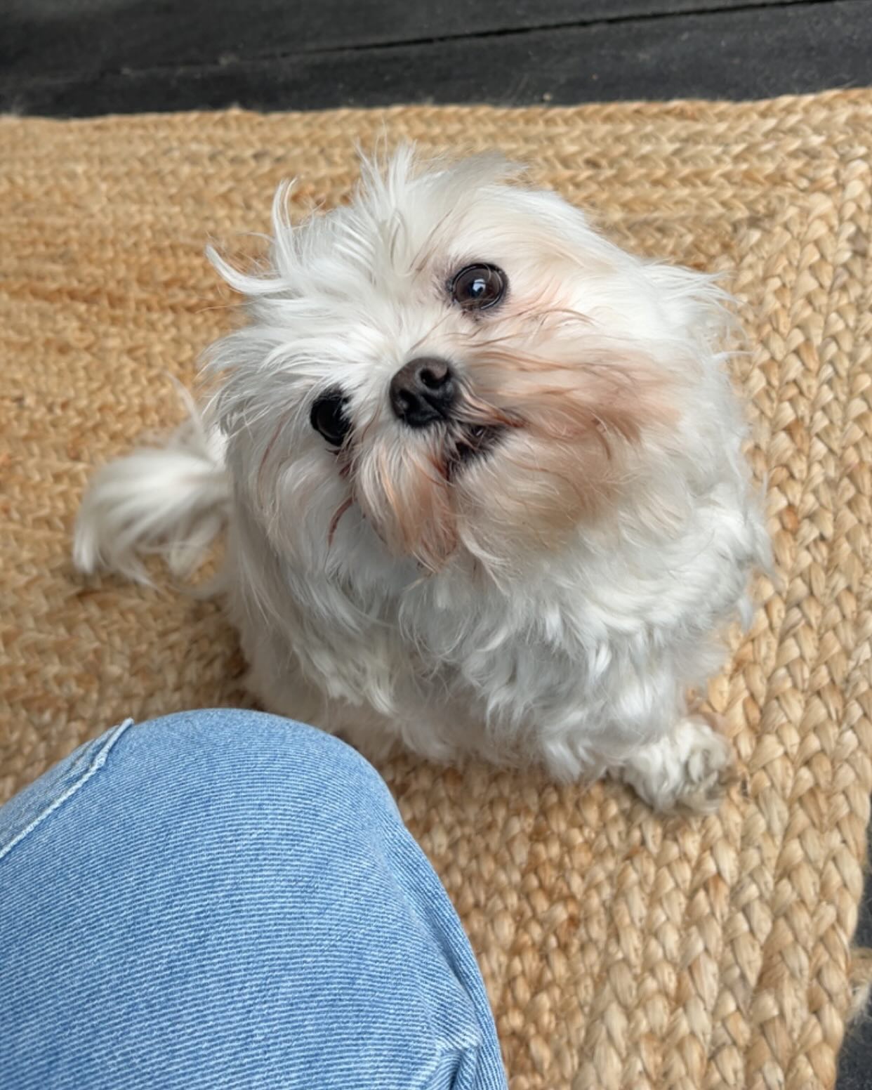 Les deux loulous du jour, deux gabarits bien différent mais tout aussi mignon 🥰 🐾
_____________
Www.surixpets.com
#petsitter #garde #dogsitter #promenade #chien