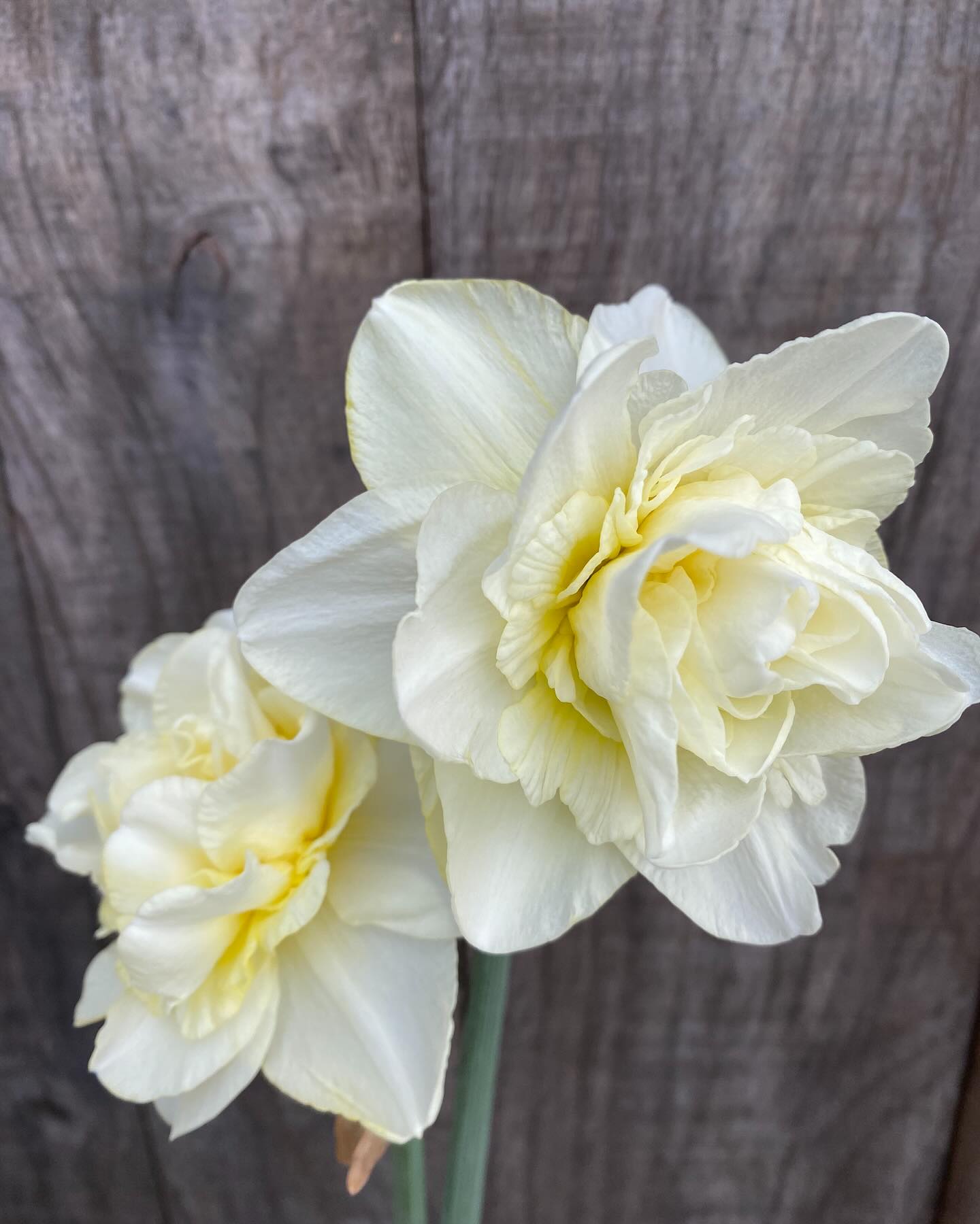 Loving the narcissus this year πππ€
Obdam, Cosmopolitan, Replete, Stainless, Geranium
And there are a few more still to start flowering π