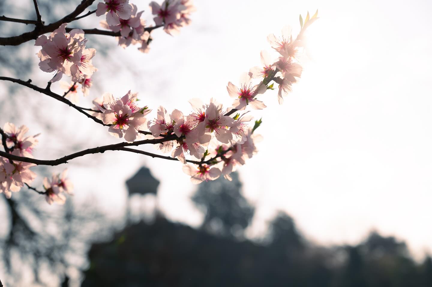 Les cerisiers sont déjà en fleurs. Ils sont un beau symbole du printemps même si la météo nous joue des tours. Et puis cela vous donne aussi un bel indice sur ma prochaine destination. 😊😉
Quelques infos tout de même à vous donner. Le prochain numéro de PANÂME prend un peu de retard. La maquette me prend plus de temps que prévu. Les vidéos sur la chaîne devrait revenir bientôt mais je ne préfère pas donner de dates pour le moment. Et dernière news, le 12 avril, je vous partagerai une super nouvelle !
Prenez soin de vous !
#printemps #cerisier #paris #paname #spring #sakura #parc #laoujevais #urbain #photgraphedevoyage