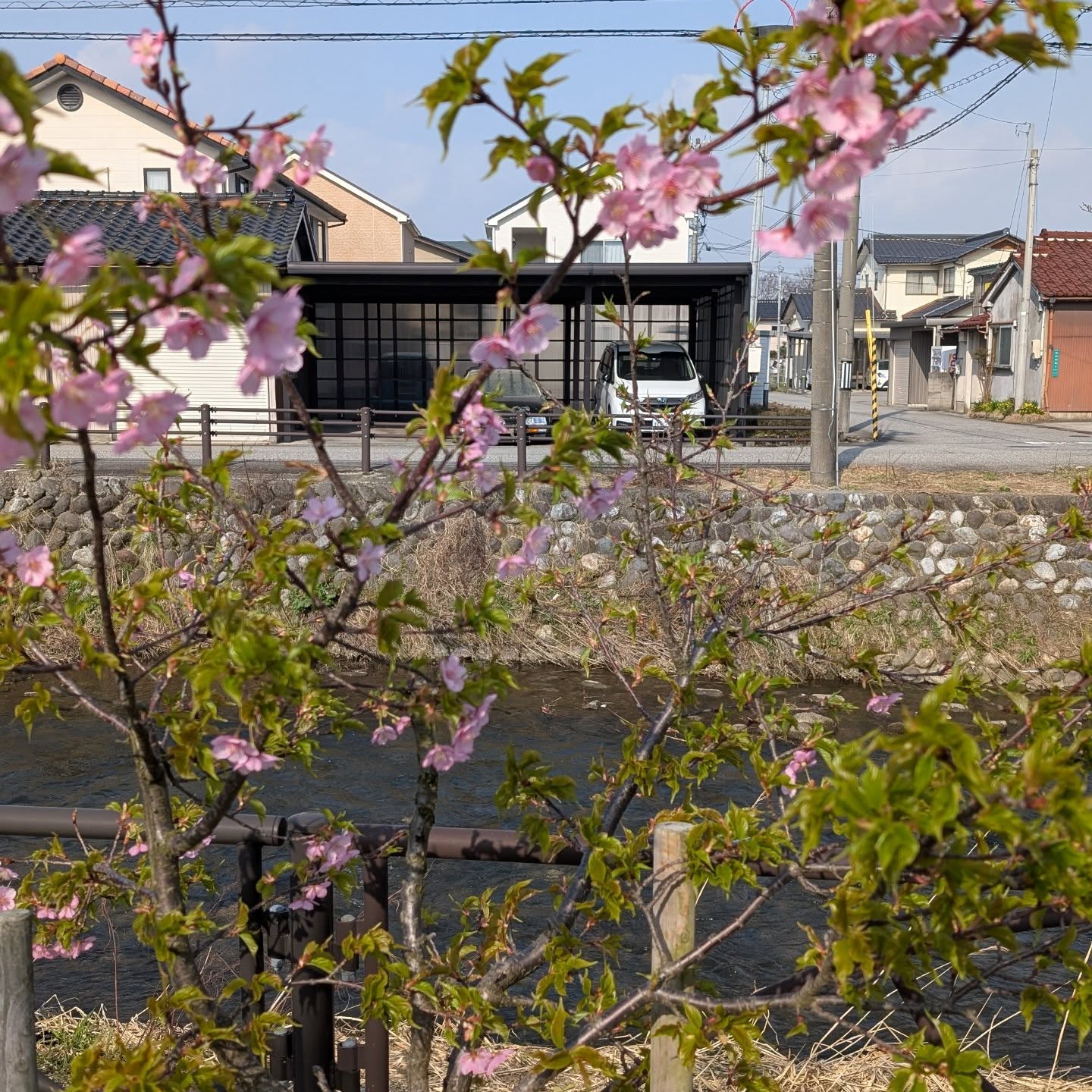 #河津桜#いたち川沿い