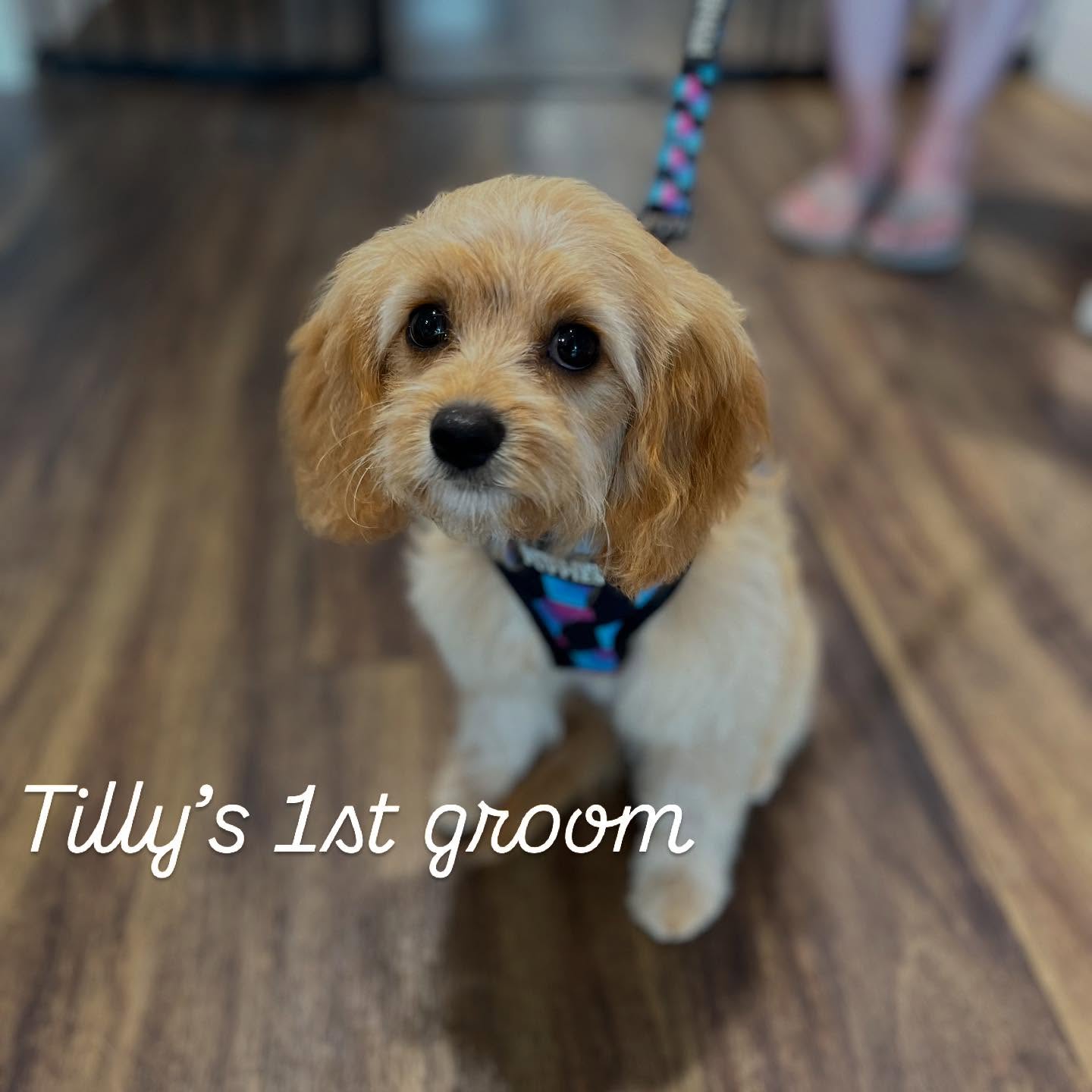 We are lucky to be overrun with puppies at the moment! It’s a hard life 😜 Seriously, we are so passionate about puppers getting the BEST start to grooming. That’s why we take our time to slowly introduce them to the sights, smells and sounds of a professional grooming salon over their 3 puppy appointments. This will help grow them into calm and confident dogs for grooming.
A calm dog = a safe and gorgeous groom 🌸
#puppygroom #puppiesfirstgroom #cavoodlepuppy