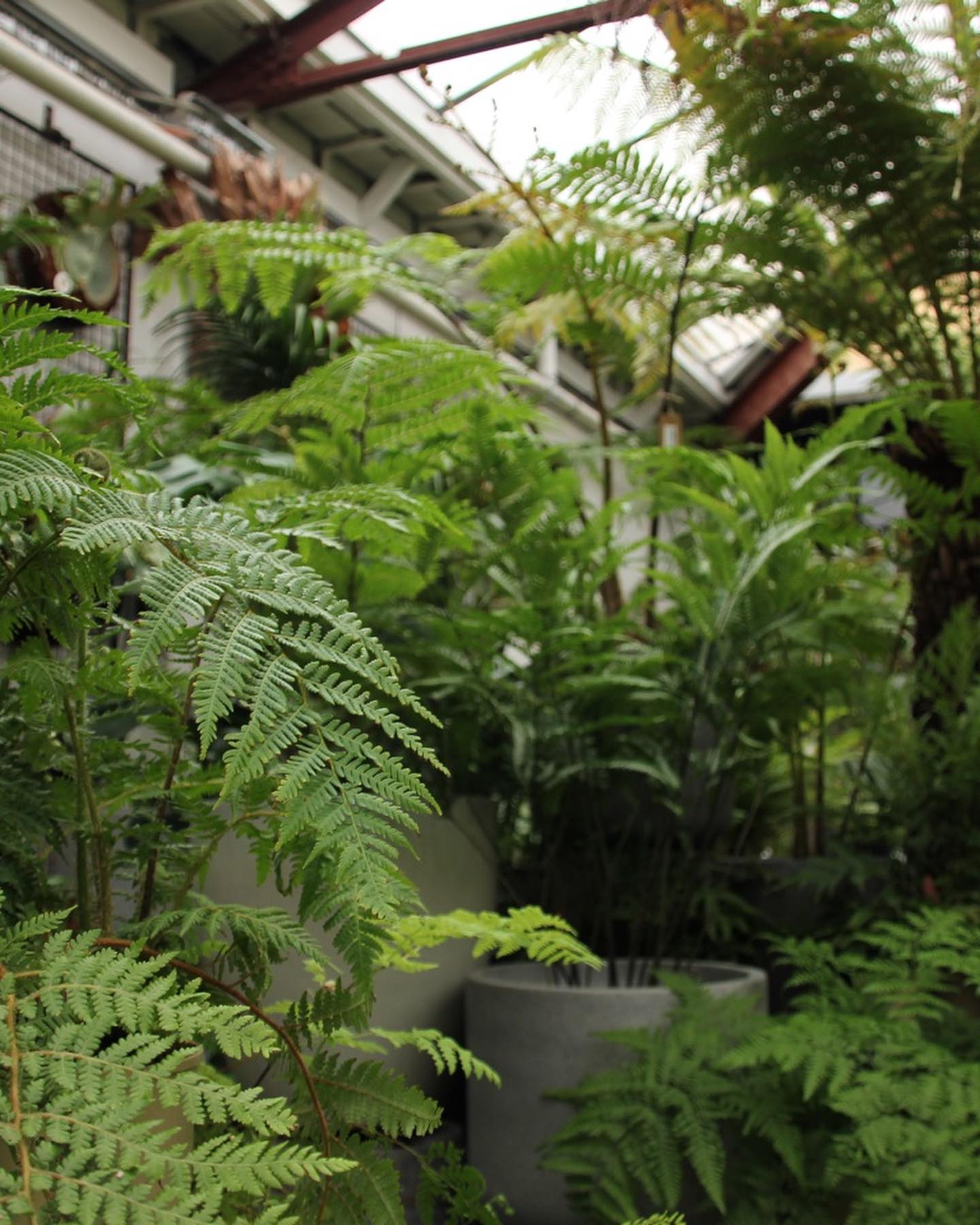 Ferns galore this week!
One of the sweetest views is a ferns newest frond unfurling.
We had a truck load of special ferns arrive as well as some large Alocasia macrorrhizos in store now.
Pop in to check them out, even better- paired with a @onthesidehome pot is a no brainer.