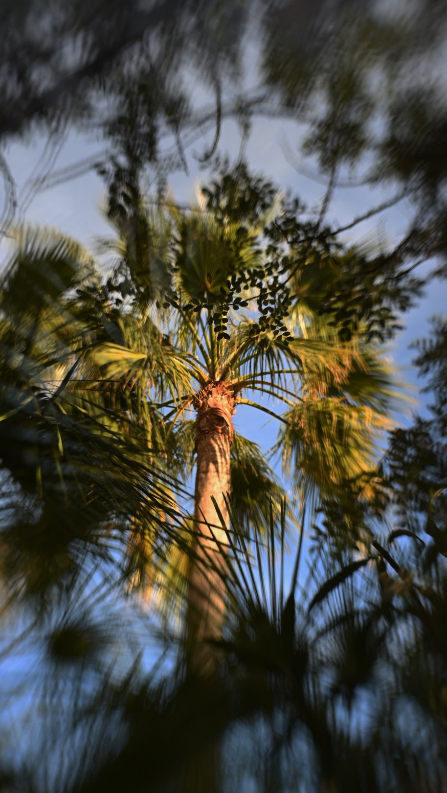 Learning to love my @lensbabyusa again with some creative palm tree double exposure experimentations🌴
✨✨✨
We are a group of artists who are experimenting with creating double exposures, fusing, blending and bringing a little magic to our images. This is week 13 of my 52 week double exposures #fusedbyme challenge
😊
To see all of our wonderful work head to the hashtag #fusedbyme_2025week13