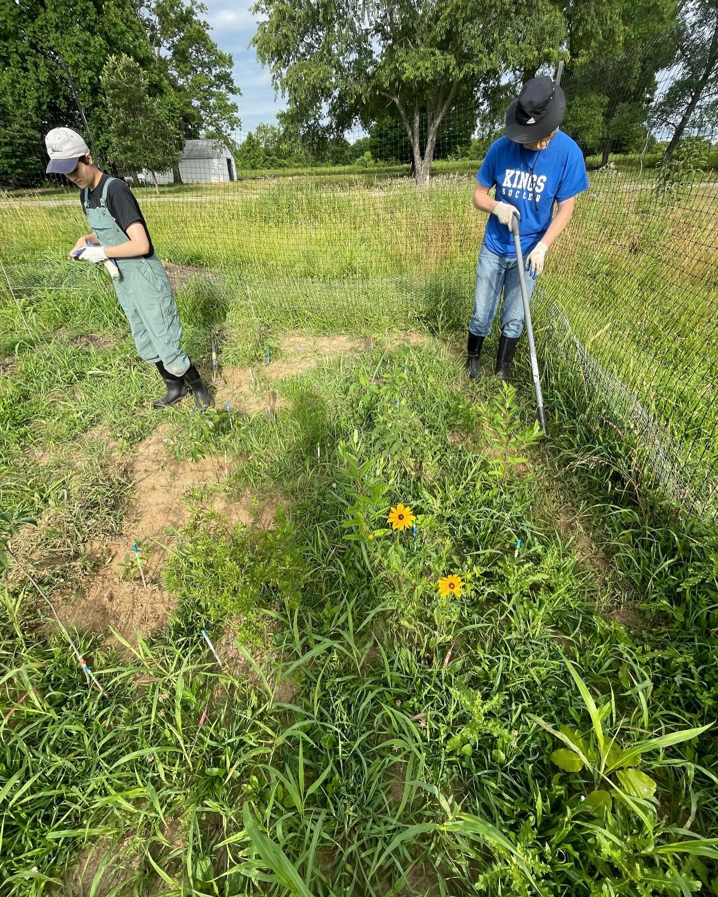 Exciting update on a Tiny Forest project! 🌱 Austin and Maggie have been busy collecting data from both the DAAP Annex and Field Center Tiny Forests. Maggie is focusing on soil samples around gray dogwood and white oak to understand how these plants are affecting the soil, and what amendments can be made for future tiny forests. Soil samples are made both near the plants and randomly from the surrounding area. (Check out the soil bags from the DAAP plot in the 2nd pic!)
Austin’s been measuring biomass above the soil and tracking plant survival, and his goal is to evaluate how well the plot is thriving by looking at height, diameter, and stem count. Stay tuned for more updates!! 🌳