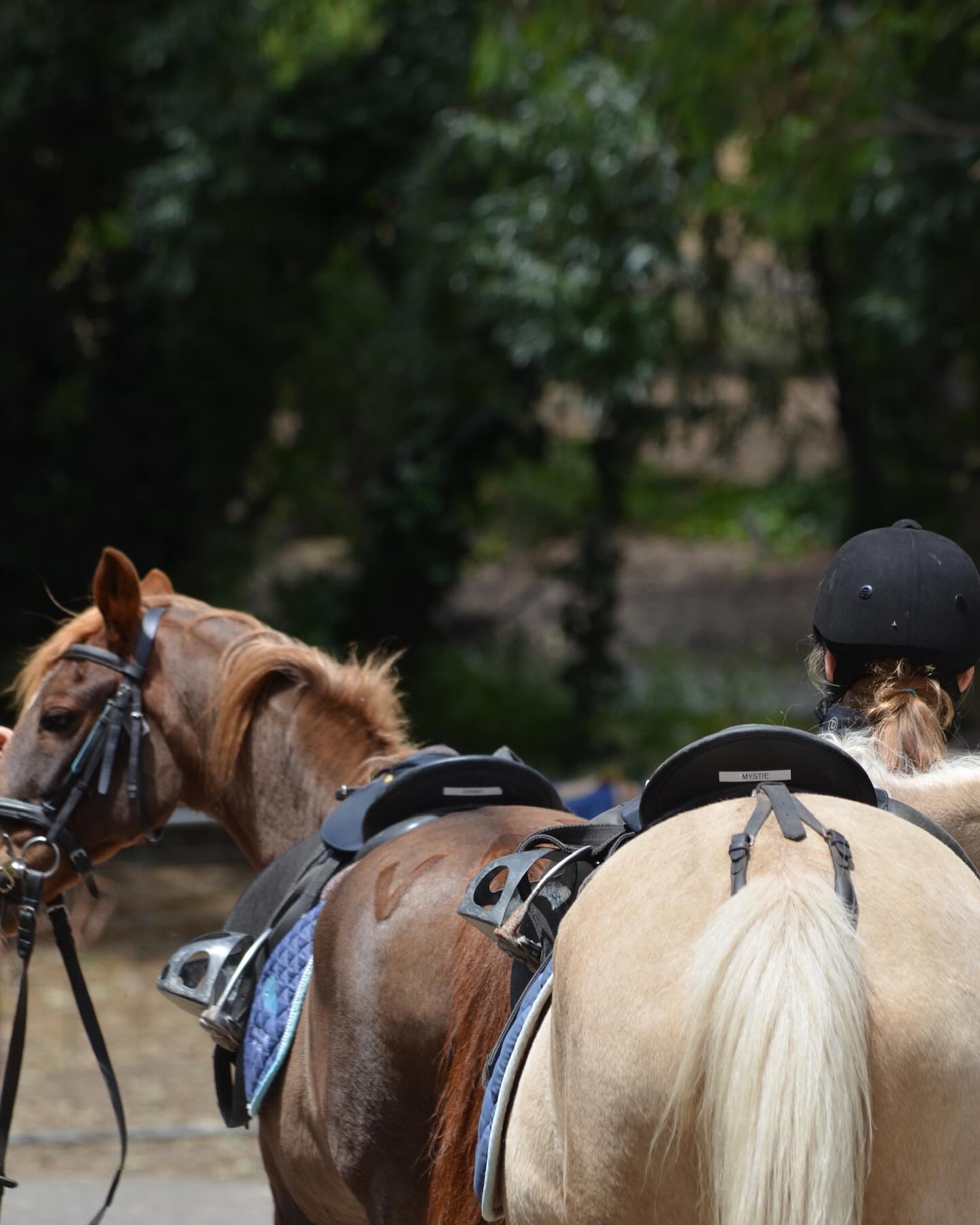 JUMP IN THE SADDLE THESE SCHOOL HOLIDAYS!
Are your kids ready for an adventure this school holidays?
Our holiday programs are designed to provide your child a hands-on, exciting experience with horses. Whether they’re a beginner or an experience rider, they’ll gain valuable skills, have fun and make lasting memories!
Days: Mon-Fri (closed Easter)
Hours: 9am-3pm
Cost $200
What to Bring:
* Packed lunch
* Long pants & suitable clothing for the weather (jumper and/or waterproof jacket)
* Water bottle
Our day entails:
* 3 hours of riding each day
* Hands-on horse handling and riding theory
* Fun activities and interaction with horses, including brushing and saddling
* For all abilities – our experienced instructors will cater to your child’s needs
Bookings can be made via our online portal, email or CALL US TODAY! 🐴