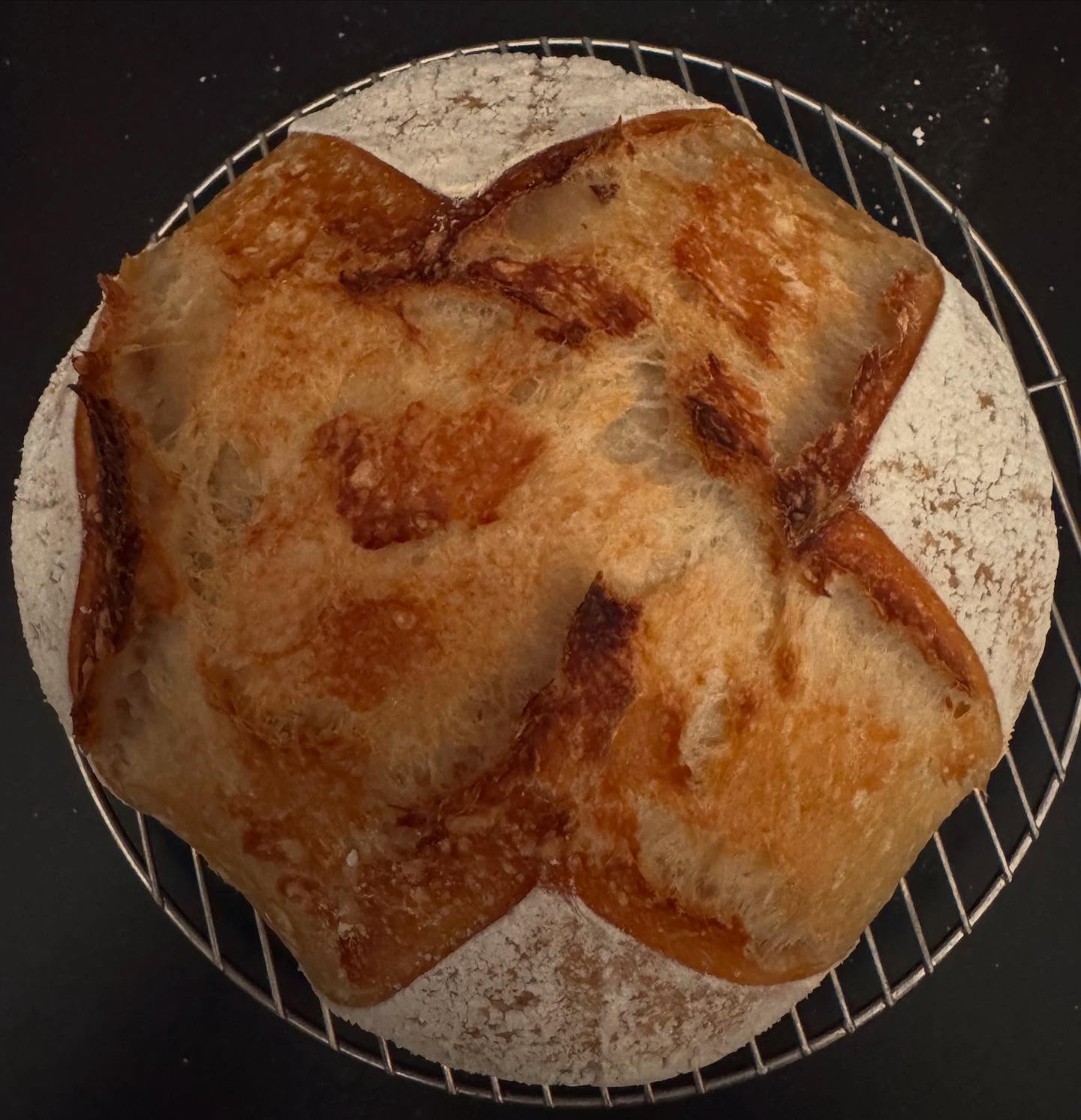 Finally cut into it this morning: gummy irregular crumb with large holes and a dense gummy layer on the bottom 🥺 It also looked so pale this morning. Stuck it back in the oven, which fixed the colour of the crust but not the crumb. Way to go! 🤪 #sourdough #sourdoughbread #wheatsourdough #sourdoughstarter #mysourdoughjourney