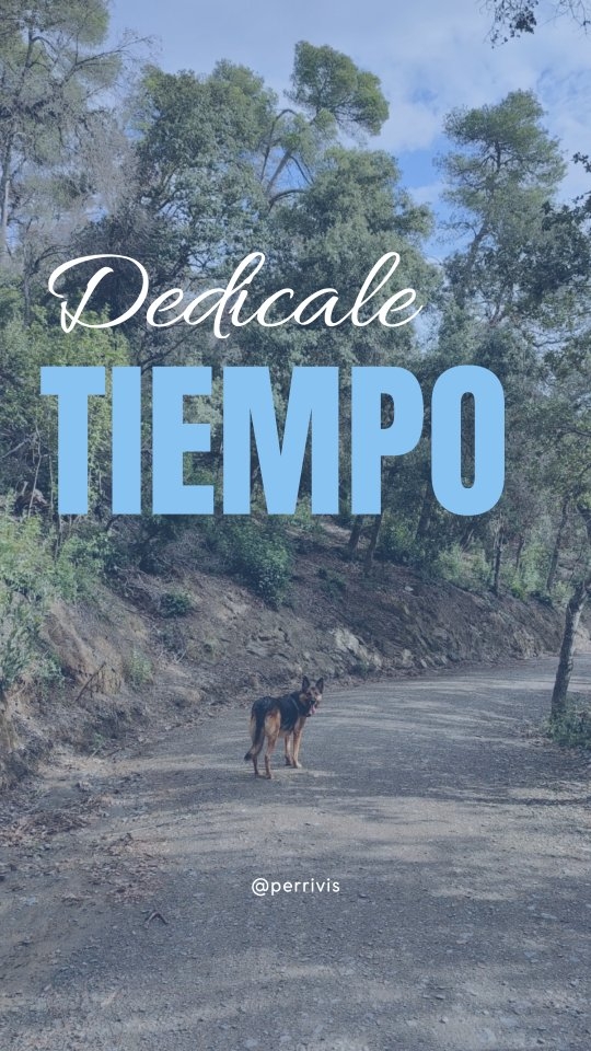 7 consejos para devolverles todo eso que nos dan ❤️🩹🥺
.
.
.
.
.
#educacioncanina #educacioncaninarespetuosa #perros #doglover