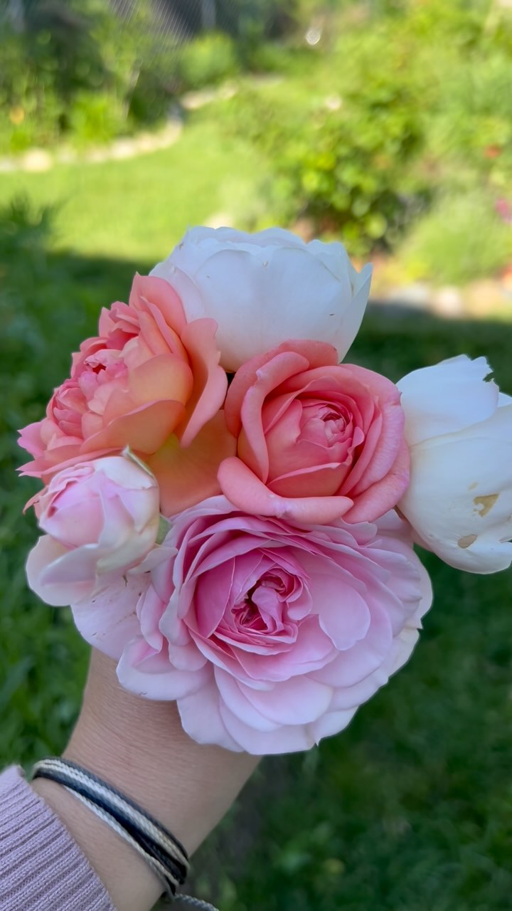 Who else is head over heels for garden roses? Yes they are divas but they definitely won me over with their amazing beauty and divine smells! #natureandblooms #uniquegarden #mygardencolors