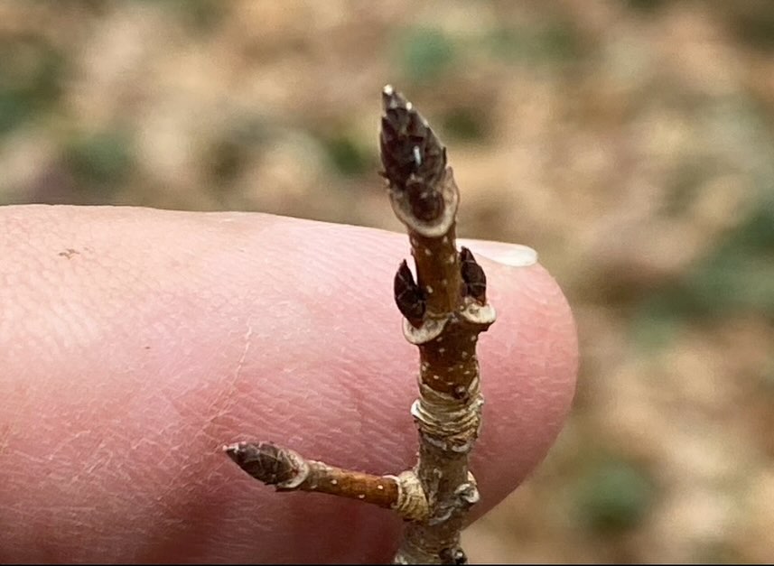 Join us for a service opportunity this Saturday at 9 AM at Burnet Woods (meet by the lake) to plant white oak seedlings and fence them from deer! You’ve cleared the invasive honeysuckle, now the baby oaks need your help! 🌳