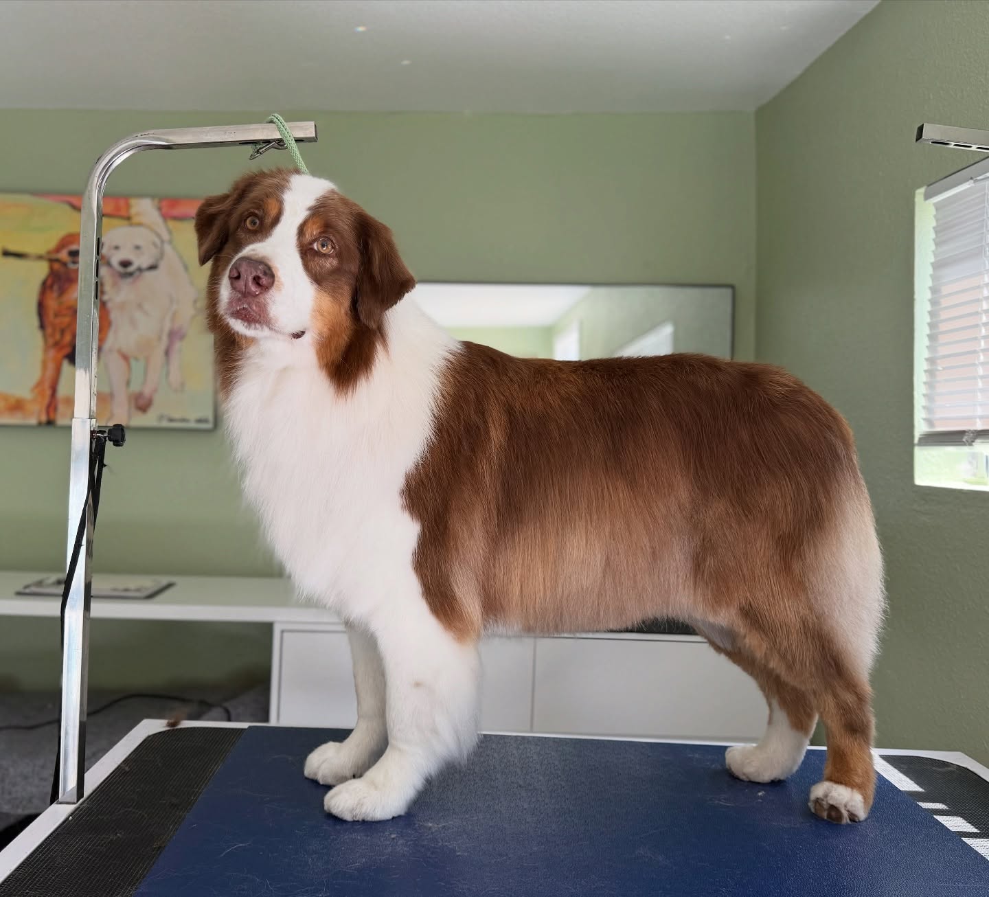 ✨ Join the Pawdicure Club at Malory Grooms! 🐾 Keep your pup’s paws looking perfect with regular nail trims and paw care — stress-free and tailored to their comfort. Sign up today and give those paws the VIP treatment they deserve! 💅🐶 #PawdicureClub #HappyPaws #fearfreegrooming #australianshepherd