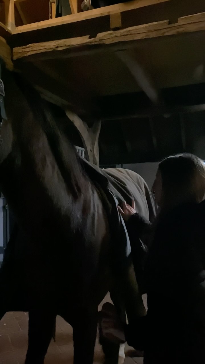 Lass uns mal über Fairness im Umgang mit unseren Pferden sprechen 🐴💬
1️⃣ Konzentration geht in beide Richtungen! Wenn wir selbst beim Longieren, in der Bodenarbeit oder beim Reiten unaufmerksam sind, können wir nicht erwarten, dass unser Pferd hochkonzentriert mitarbeitet. Wenn du gerade deine Longe sortierst, nicht mal sicher bist, welche Gangart du willst oder deine Körpersprache nicht klar ist, dann ist es unfair, dein Pferd für mangelnde Reaktion zu bestrafen.
👉🏻Erst Signal, dann Reaktion – nicht andersherum.
2️⃣ Die Peitsche gehört nicht ans Pferd! Wenn du damit Geräusche machst oder Energie leitest – okay. Aber schlagen? Nein.
3️⃣ Respekt ist keine Einbahnstraße! Wenn du möchtest, dass dein Pferd deine Grenzen achtet, solltest du das Gleiche tun. Du willst nicht verletzt werden? Dann verletze dein Pferd auch nicht.
Was denkst du dazu - schreib es in die Kommentare 💬⬇️
👉 Folge mir für mehr Pferdewissen & klare Worte! 🐴💡
#pferklaert #pferd #pferdetherapie
#ernährungsberatung #futterberatung #pferdefutter #pferdegesundheit #fütterung #pferdewissen #pferdehaltung #reitsport #equestrian #wissenswert #pferdetipps #propferd #pferdetraining