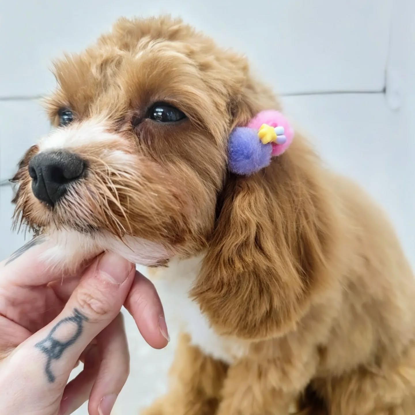 #cutenessoverload 🥹
#hundefrisör #hundefriseur #doggroomer #puppy #welpe #cutenessoverload #puppycut #doodle