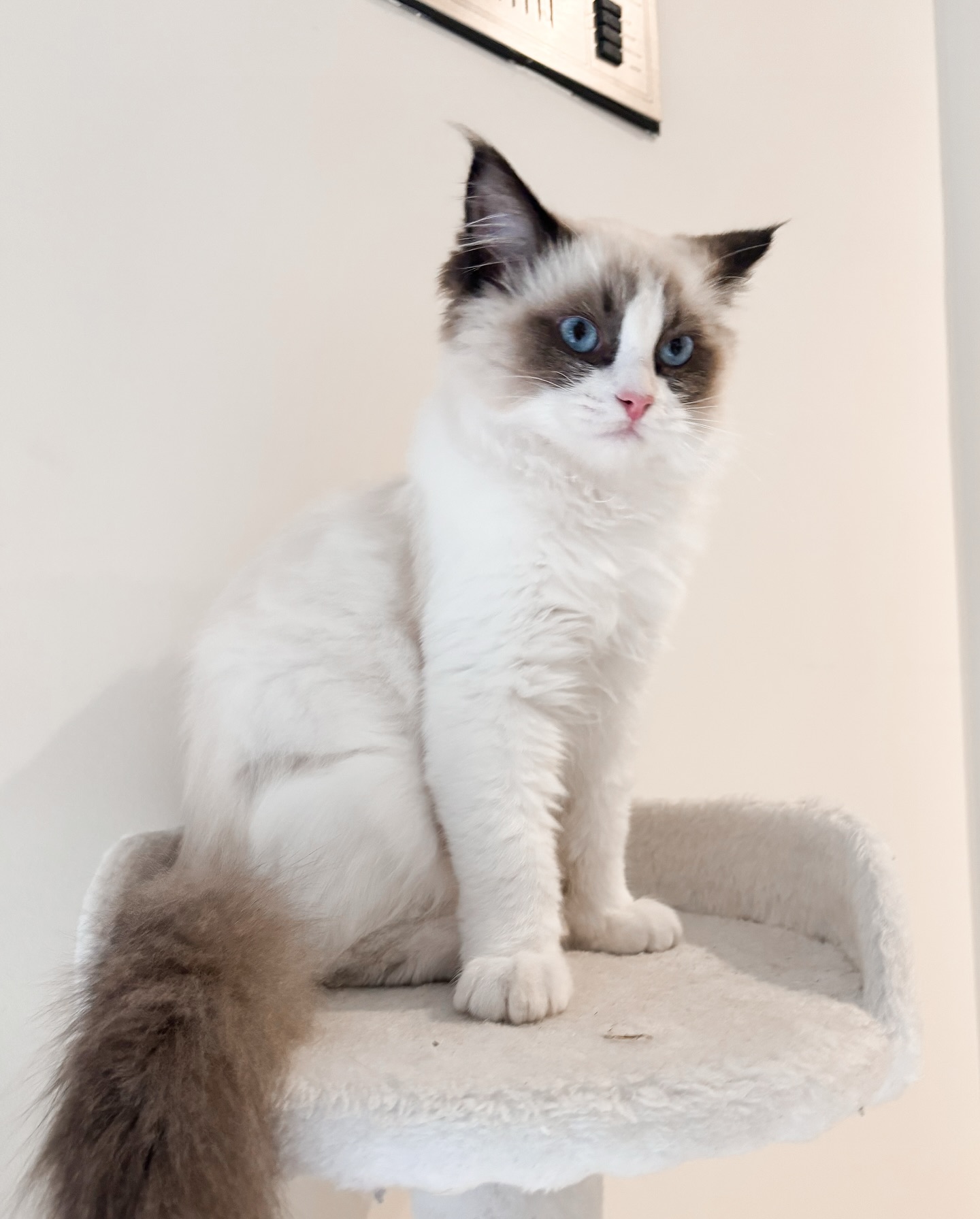 Lulu’s progress 🩷 #sealbicolour
Thanks for the photos Angie 🥰
#ragdollsofinstagram #ragdollbreeder #catsofmelbourne #catsofinstagram #catsofaustralia #ragdollsofaustralia #ragdollsofmelbourne #ragdollcat #catloversworld #kittenstagram #catofday #catsdoingthings #dogsandcats #catphotography