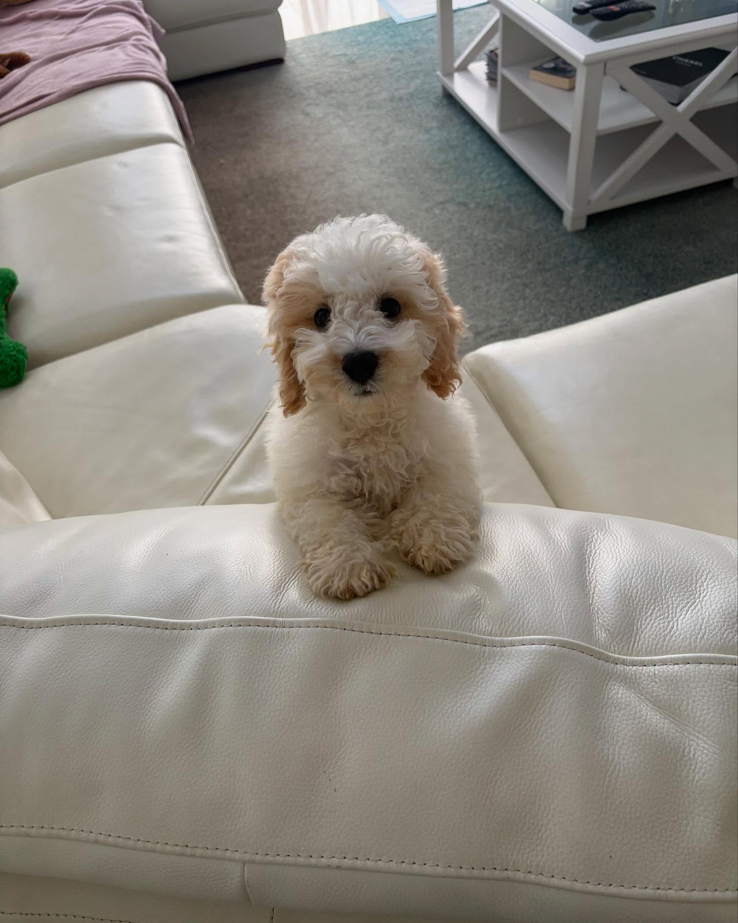 Welcome Little Louie to the family ❤️