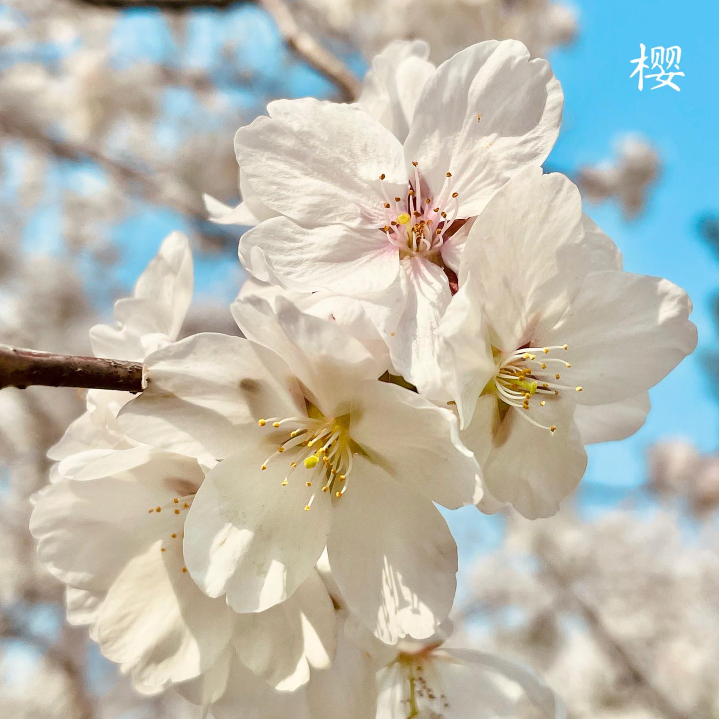 Sakura blossom on a spring day in #shanghai 🌸
Spring brings new hope, inspiration, and motivation to manifest our dreams and intentions!
Are you ready to embrace this new energy in your life?
#sakura #spring #beauty #nature #art #photograph