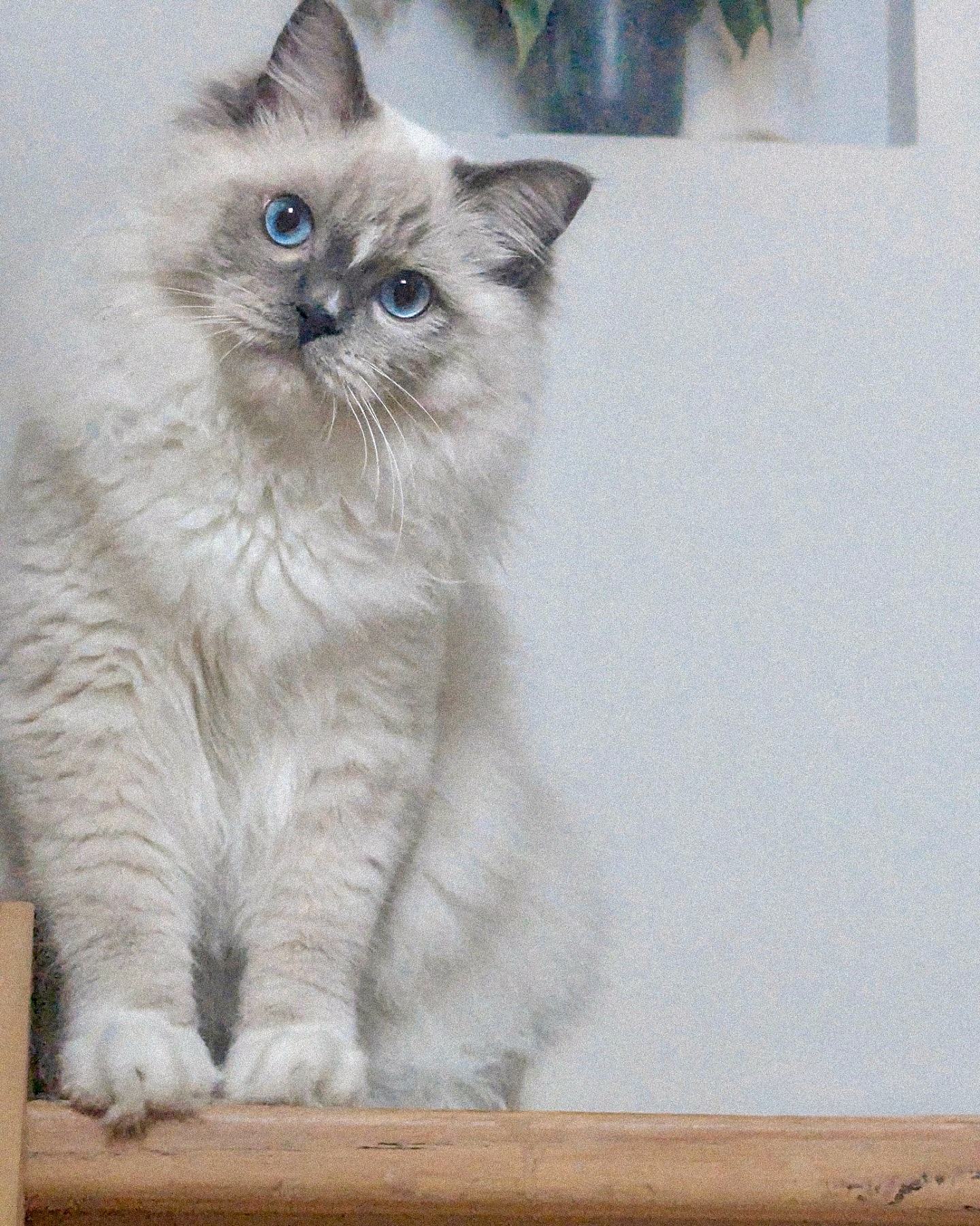 Arnie! Ari’s baby boy at 10 months old weighing 6kg. Thanks Louisa for the update 🥰
Exciting news! Two of our Queens are expecting babies mid April.
DM or email us to join our waitlist 📧
💗 Purrsace
GCCFV registered Ragdoll Breeders
Source # RB109735