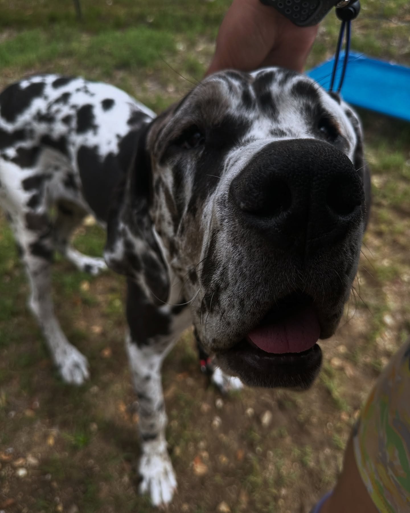 Welcome Harley! She is yes another Great Dane š she is here for manners and confidence building!!! A little backstory on the trainers who run this business! We actually started doing the majority of our training career right before COVID happened and we got to see dogs and humans go from before COVID during and after and let me tell you the change definitely impacted dogs and owners alike and weāve never truly gotten back to how things were before COVID! With that being said we became very accustomed and skilled to working with dogs that are both nervous and under-socialized! Now some struggle more than others but it became something that truly makes me happy because we see dogs go from terrified of the world to enjoying life with their owners and itās always so great to see!!! Anyways before I continue on and on the next availability we have is in May which is now half booked so get your spots booked now and we look forward to working with you!
#satxdogtraining #sanantoniodogtrainingco #dogtrainersofsanantonio #dogtraining #boardandtrain #ecollar #sprengerusa #dogsofsanantonio #harleyquinn