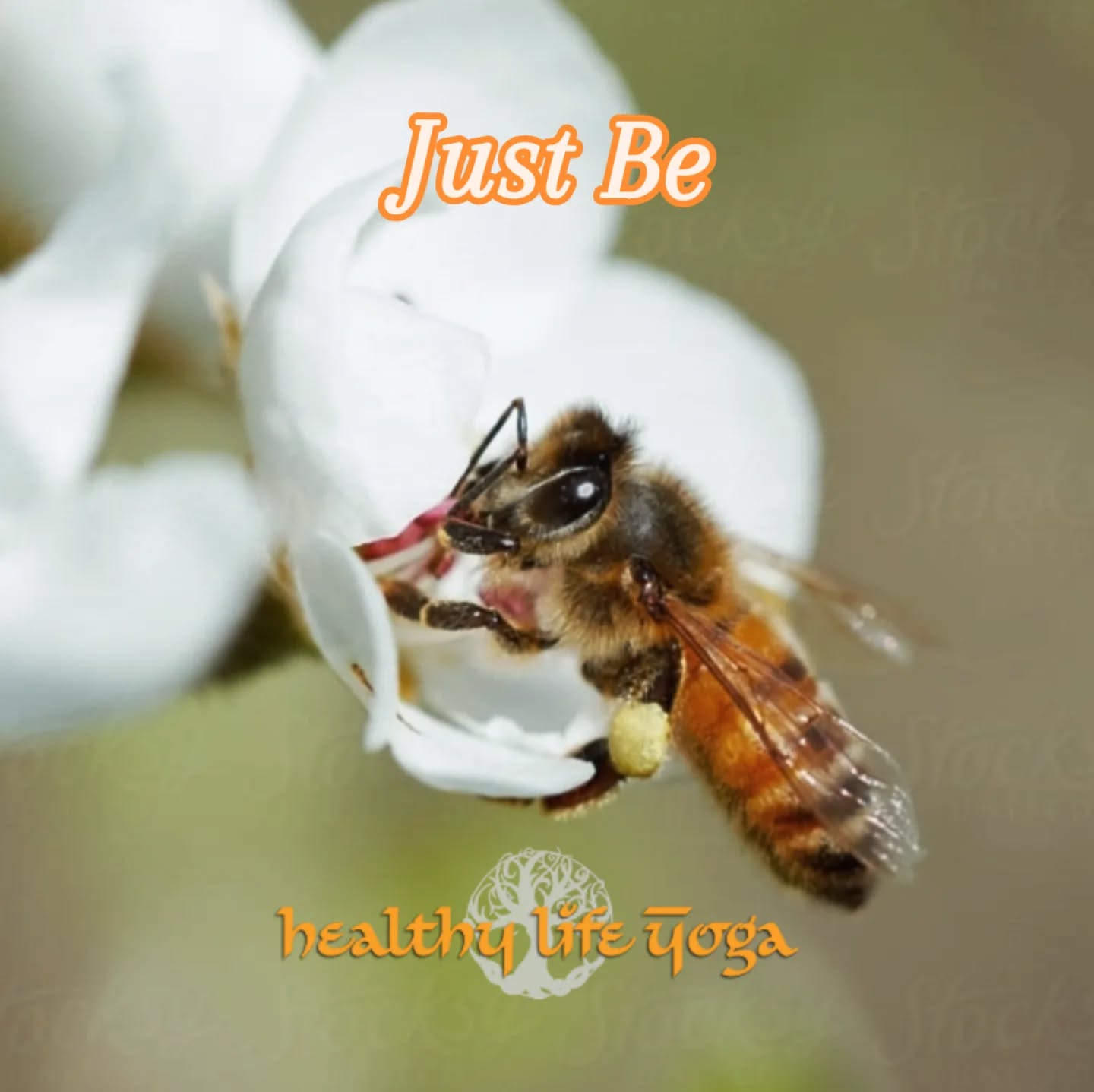 ❤ Be bold
🧡 Be brave enough to be your true self.
💛 The universe took its time on you
HealthyLifeYoga.com