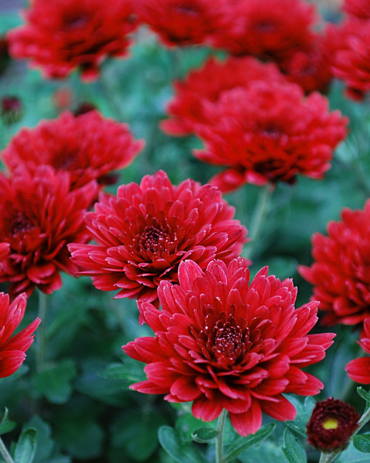 Thrips-solution for your crops 🌱
Greenhouses can be a hotspot for fast-spreading #thrips. Thripis by intact boosts the plant's own defenses and reduces infestations, without harming beneficial insects. A #beefriendly solution for thriving plants and premium quality. 🐝
__
Die Thripse-Lösung für deine Kulturen 🌱
Gewächshäuser können ein Hotspot sein für die schnelle Ausbreitung von #Thripsen. Thripis von intact stärkt die pflanzeneigenen Abwehrkräfte und reduziert den Befall. Eine #beefriendly Lösung für gesunde Pflanzen und Qualität! 🐝
#intactsolutions #growingsolutions #zeroresidue #agriolturasostenibile #planthealth
@marcelhabesohn