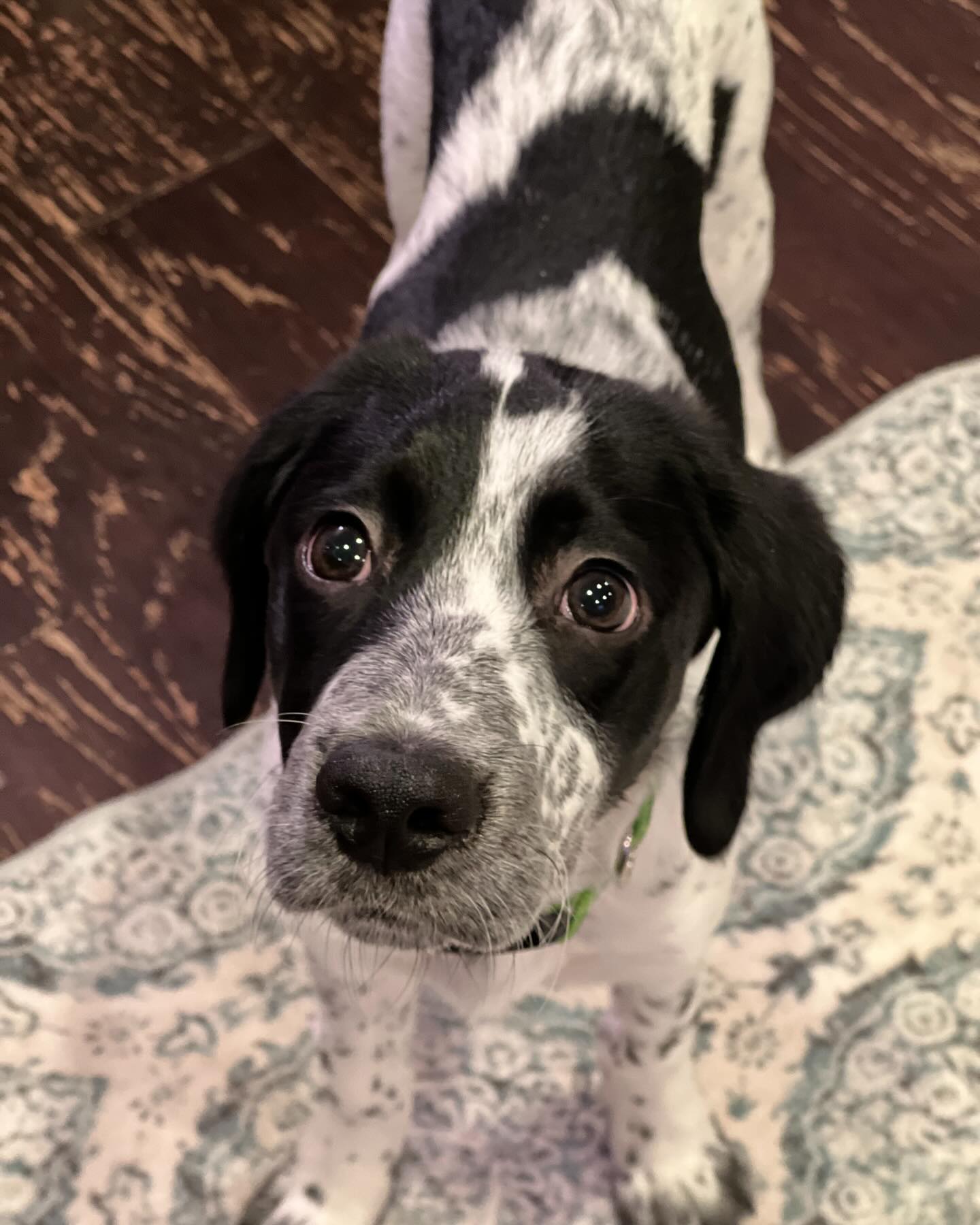 New Arrival, Arlo! ♥️
This little cutie was rescued from a bad situation by a Good Samaritan. He will see the vet tomorrow then head out to foster to find his forever home.
Arlo is about 4 months old and we are told he is supposed to be a cocker spaniel and Blue heeler cross.
If you are interested in meeting Arlo please complete an application on our website at www.rescueunleashed.org
#rescuepuppy #seattledog #saveadog #rescueunleashed #sammamishdog #adoptadog #spots
