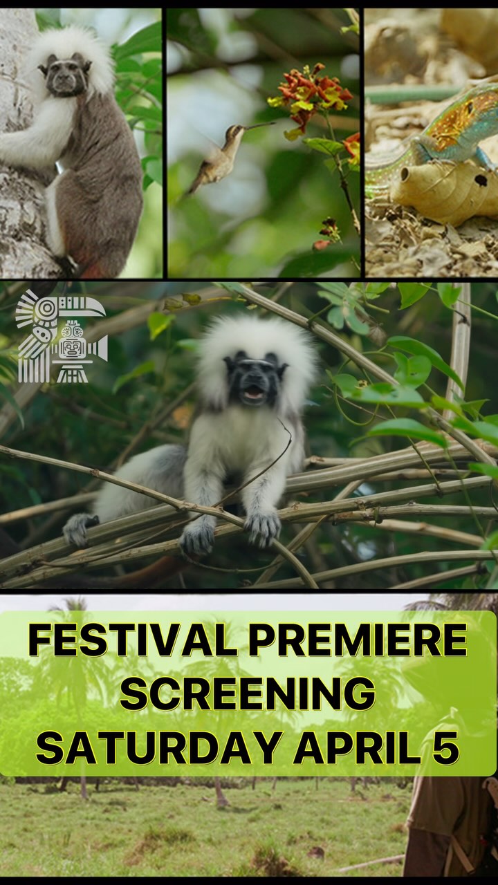 The Power Of One will screen on Saturday, April 5th at #paiff #pafilmfestival #puertoaventuras #filmfestival @powerofonedoc @newcadenceproductions