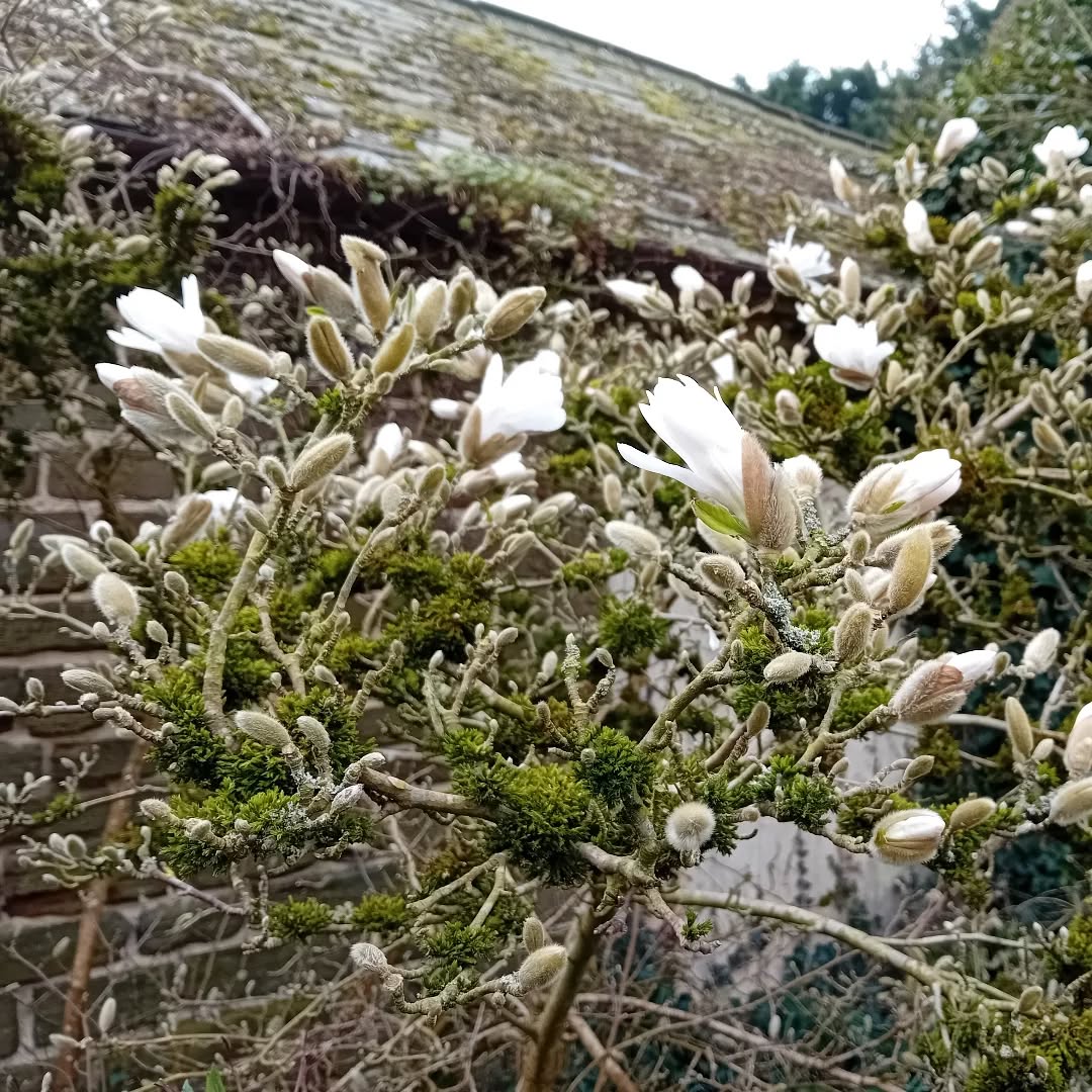 Stunning Magnolia stellata just coming into bloom.