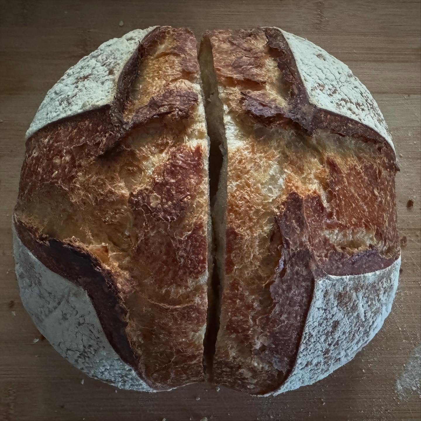Finally cut into it this morning: gummy irregular crumb with large holes and a dense gummy layer on the bottom 🥺 It also looked so pale this morning. Stuck it back in the oven, which fixed the colour of the crust but not the crumb. Way to go! 🤪 #sourdough #sourdoughbread #wheatsourdough #sourdoughstarter #mysourdoughjourney