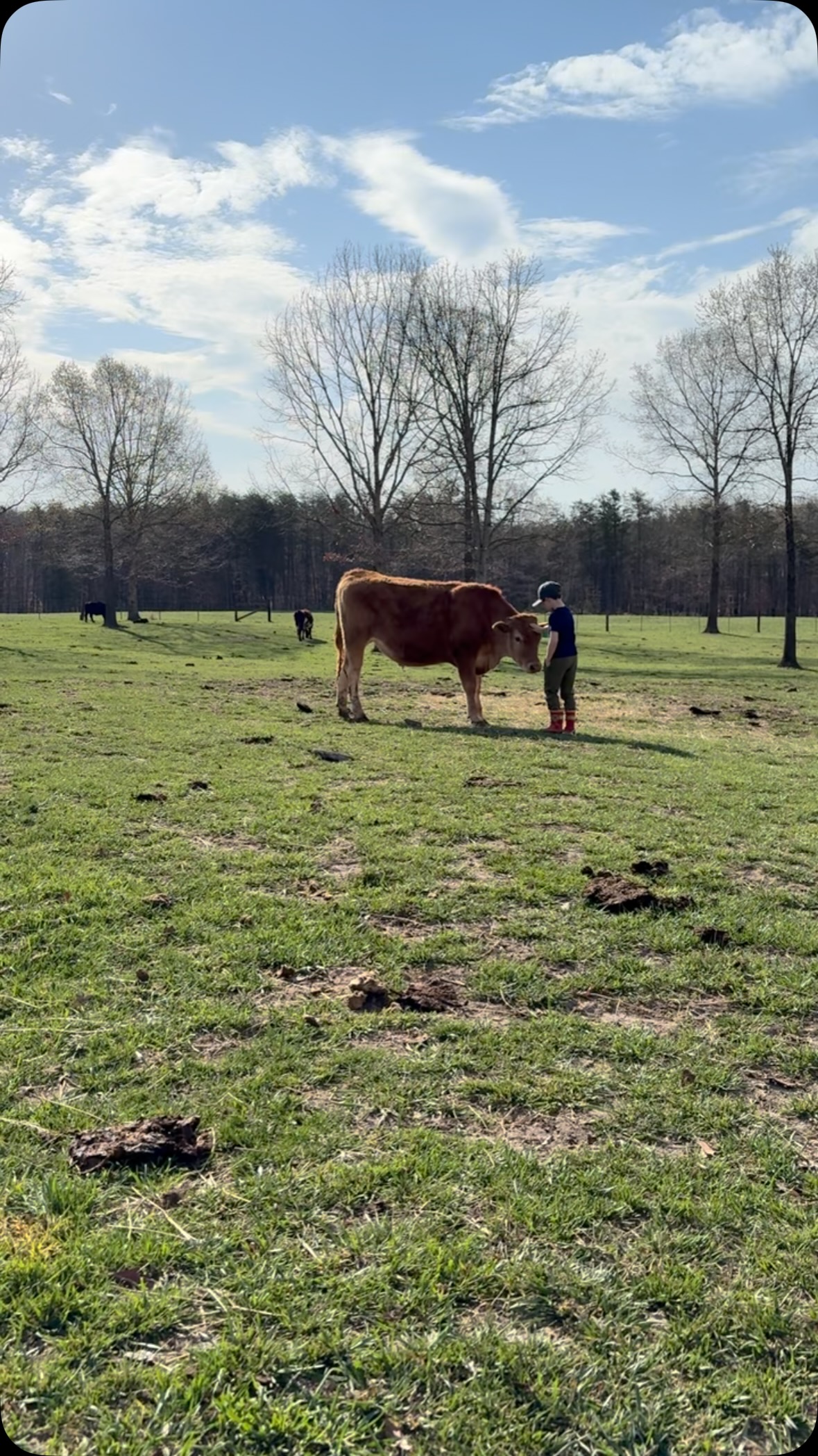 Hanging with all my buddies and eating grass.
#clintscattle #akaushi #beef #virginia #americanakaushi #americangelbvieh #cattle #ericchurch #iknowclint