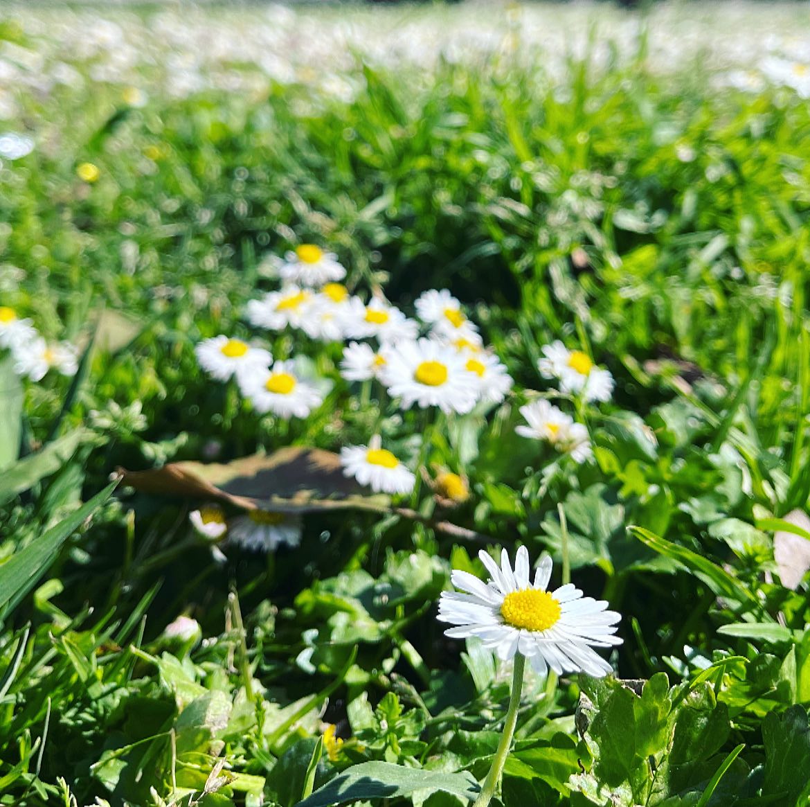 🌷Le printemps est enfin arrivé à Lisbonne !
Le soleil et les oiseaux sont de retours après des mois de pluies non-stop. Enfin ! 🥰☀️
La terre du Portugal m’offre de nouvelles manières d’explorer la nature et le vivant.
En effet, les éléments de la nature y sont plus intenses, la flore est différente et les saisons beaucoup moins marquées que dans les alpes. J’y ai découvert un hiver plus doux et pluvieux (et moins froid bien entendu), une lumière vive, la nature verdoyante et luxuriante (même en plein hiver). Au point de ne plus savoir dans quelle saison nous étions.
Ce soleil qui revient me rappelle à quel point la lumière, la chaleur, est source d’une force de vie infinie, d’élan, de puissance, de feu. ☀️
La manifestation d’une expansion joyeuse du vivant. 🌱
Bon printemps ! ✨
.
.
#yoga #yogalisboa #yogalisbon #yogalavoieducoeur #mantra #yogadelenergie #printemps #joie #soleil