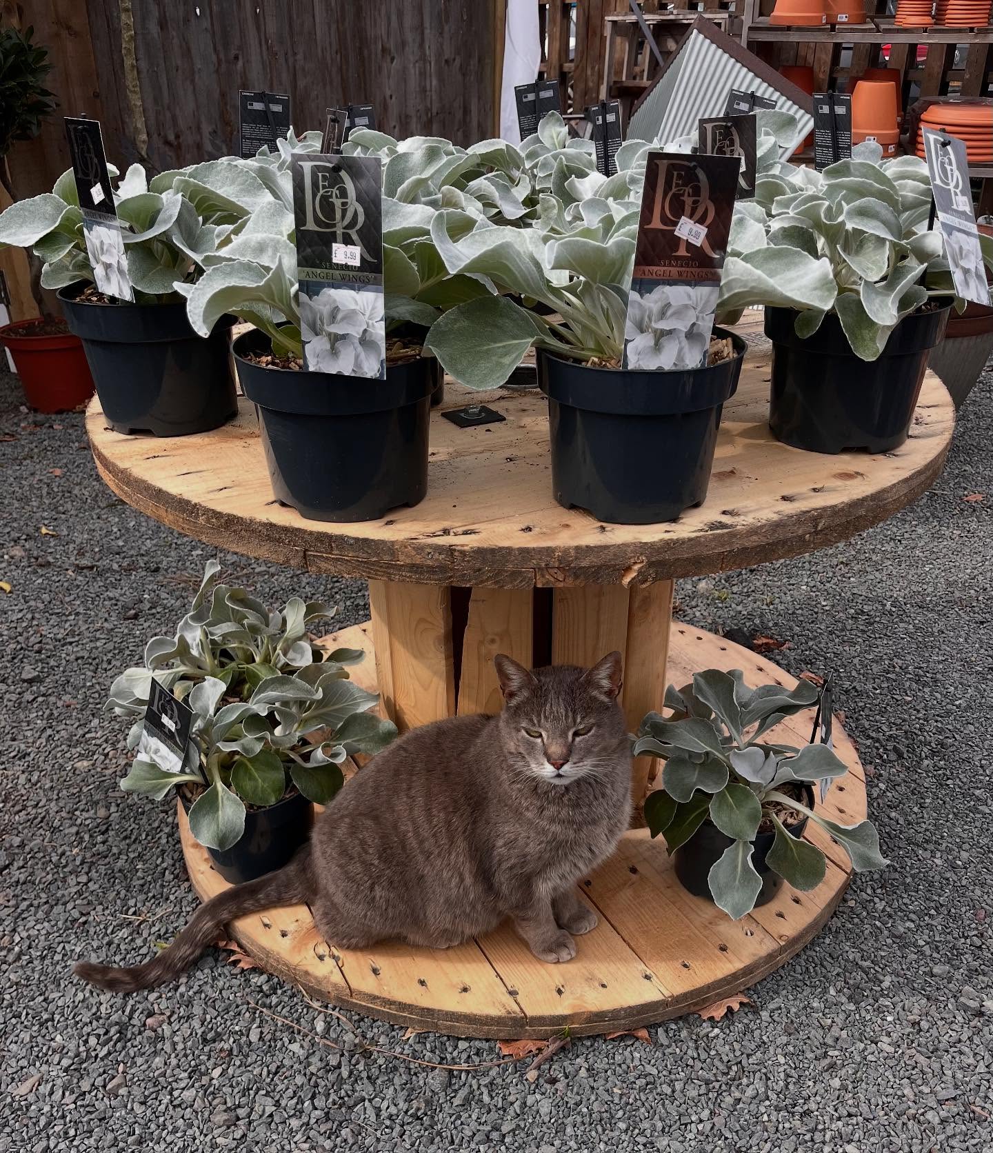A selection of what we have here at the moment modelled by Daphers 💕 angel wings, alpines and shrubs all hardy plants ready to plant out now🌸