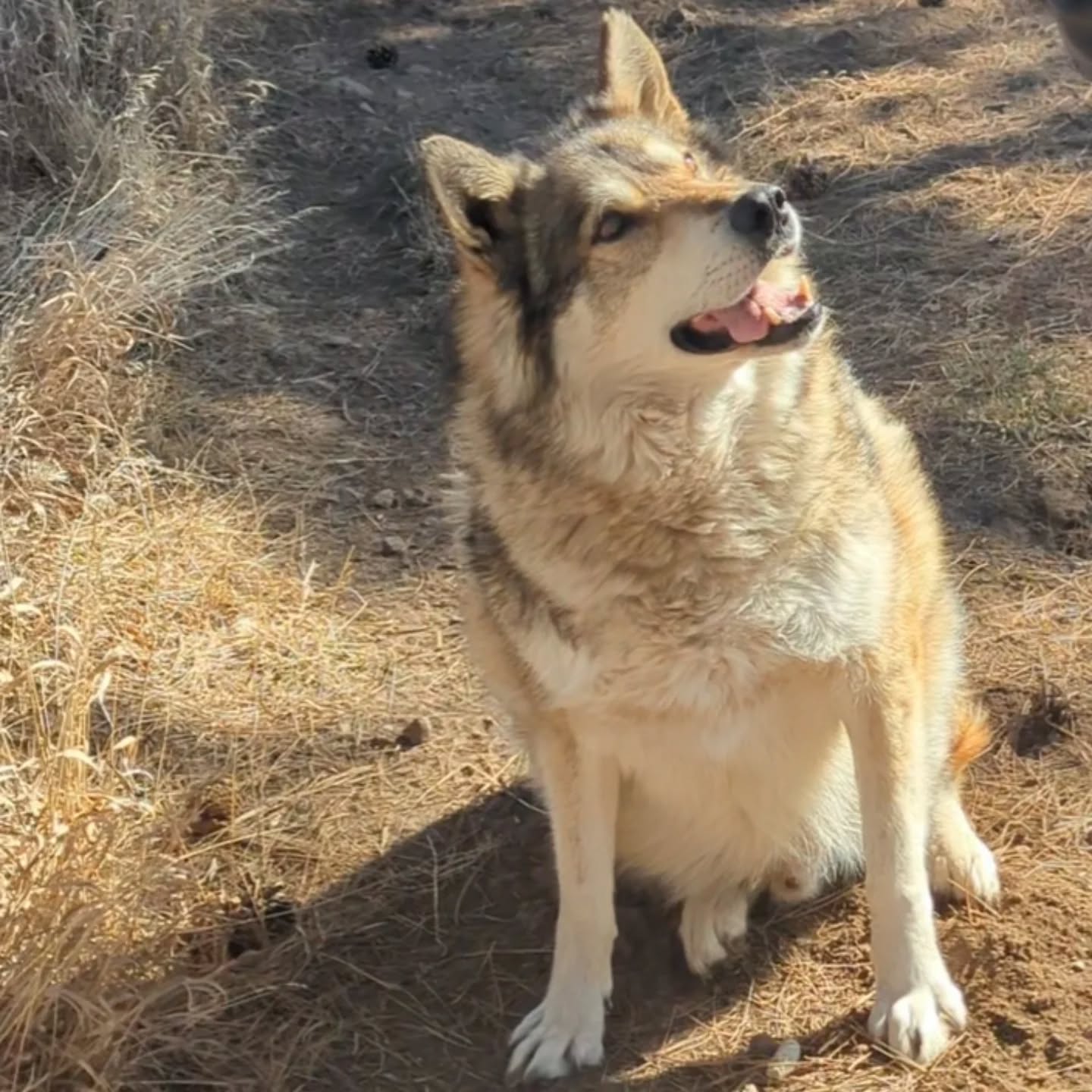 Our sweet Socrates unfortunately has a torn ACL. We are asking for help to pay for the surgery to fix his ACL so that he can have a long wonderful life. If you feel inclined to help us and our wonderful Socrates here is a link to our go fund me.
https://gofund.me/e55f7da9
This sweet boy is worth every penny!