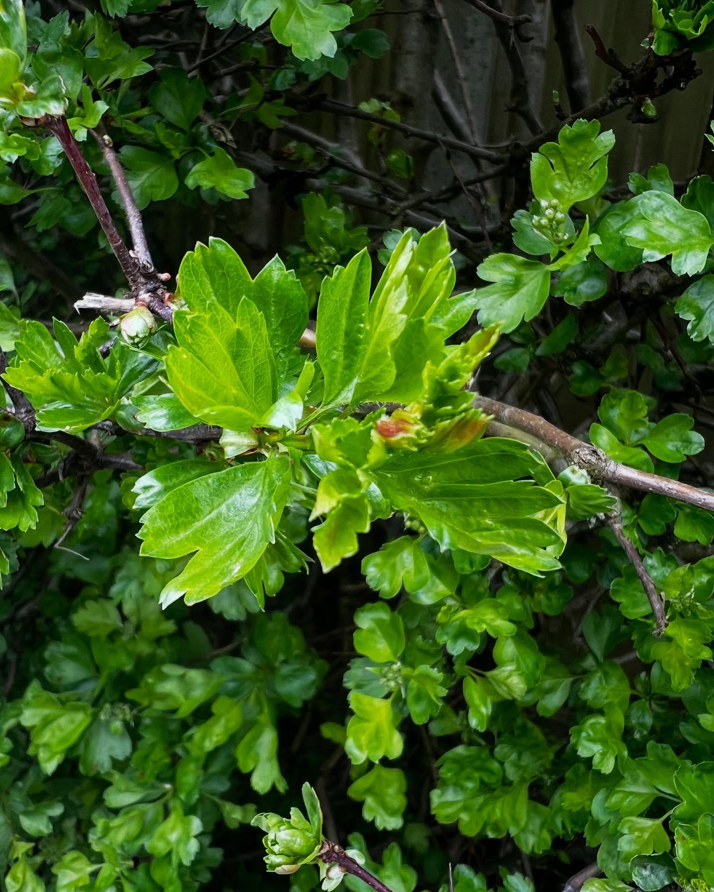Hawthorn leaves arriving is a special moment for me each spring 💚 One of their common names is “bread and cheese” - they don’t taste anything like bread or cheese but I do always have a nibble when I walk past 😀