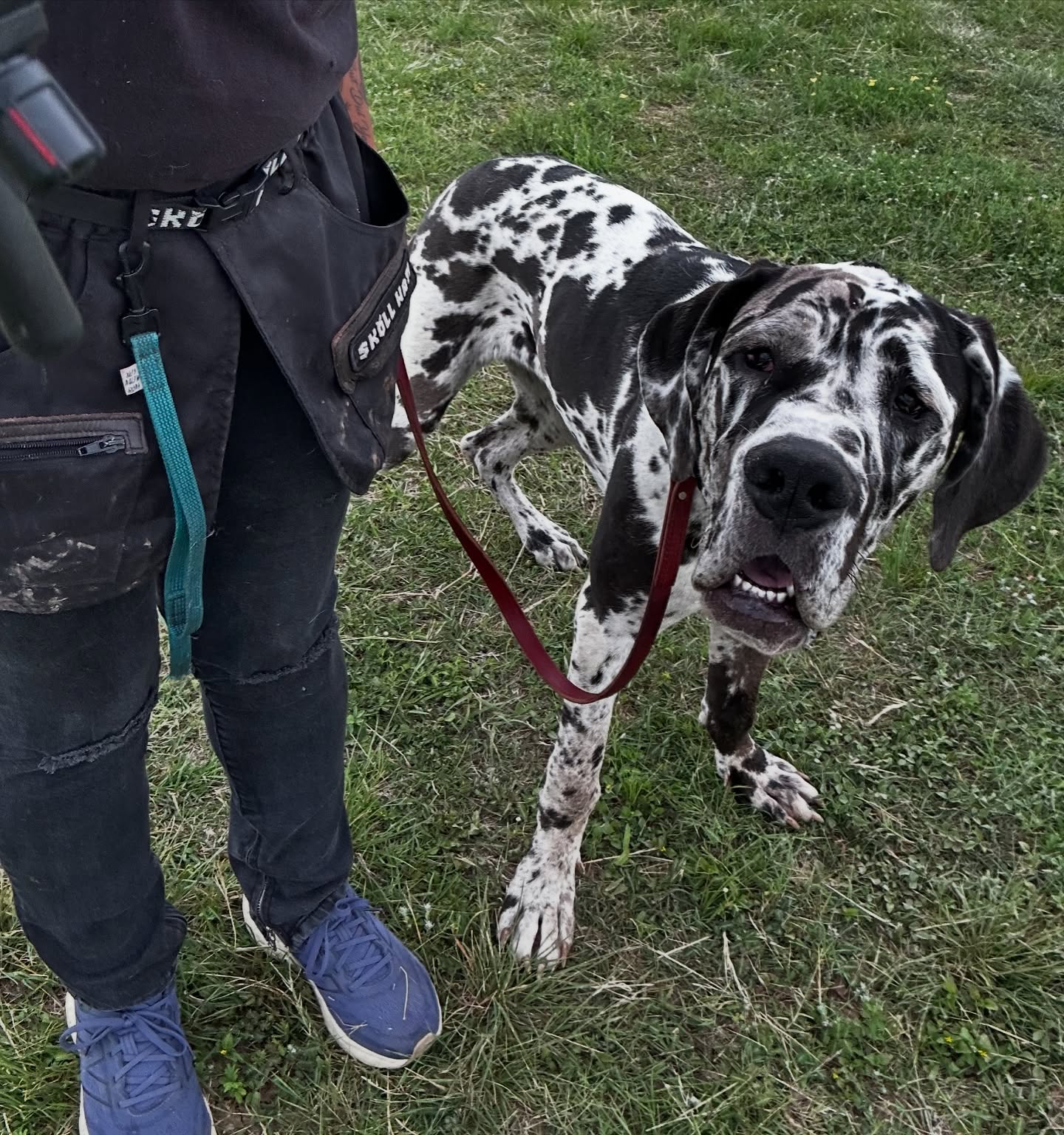 Harley went home and was a rockstar and even said hi to someone brand new on her own! š„² Our board and trains have evolved from being obedience focused to manners and socialization focused due to the request from well you guys! Weāve enjoyed helping each and every one of you help your guys truly learn how to enjoy life in scary environments and learn manners at home! While we do obviously teach the obedience portion of our programs our focus has lately truly been to help dogs that maybe needed some extra help socializing catch up and itās been so rewarding!
Next Availability:
We have 3 more Board and Train spots open starting mid May! If you have vacations lined up feel free to contact us and hold your spot with a deposit! Private Lessons are available for signups starting Late May!
.
.
.
#Ecollar #sprengerusa #boardandtrain #sanantoniodogtraining #satx #texas #sanantonio #dogtraining #puppytraining #ecollartechnologies #minieducator #greatdane #harleyquinn #privatelessons