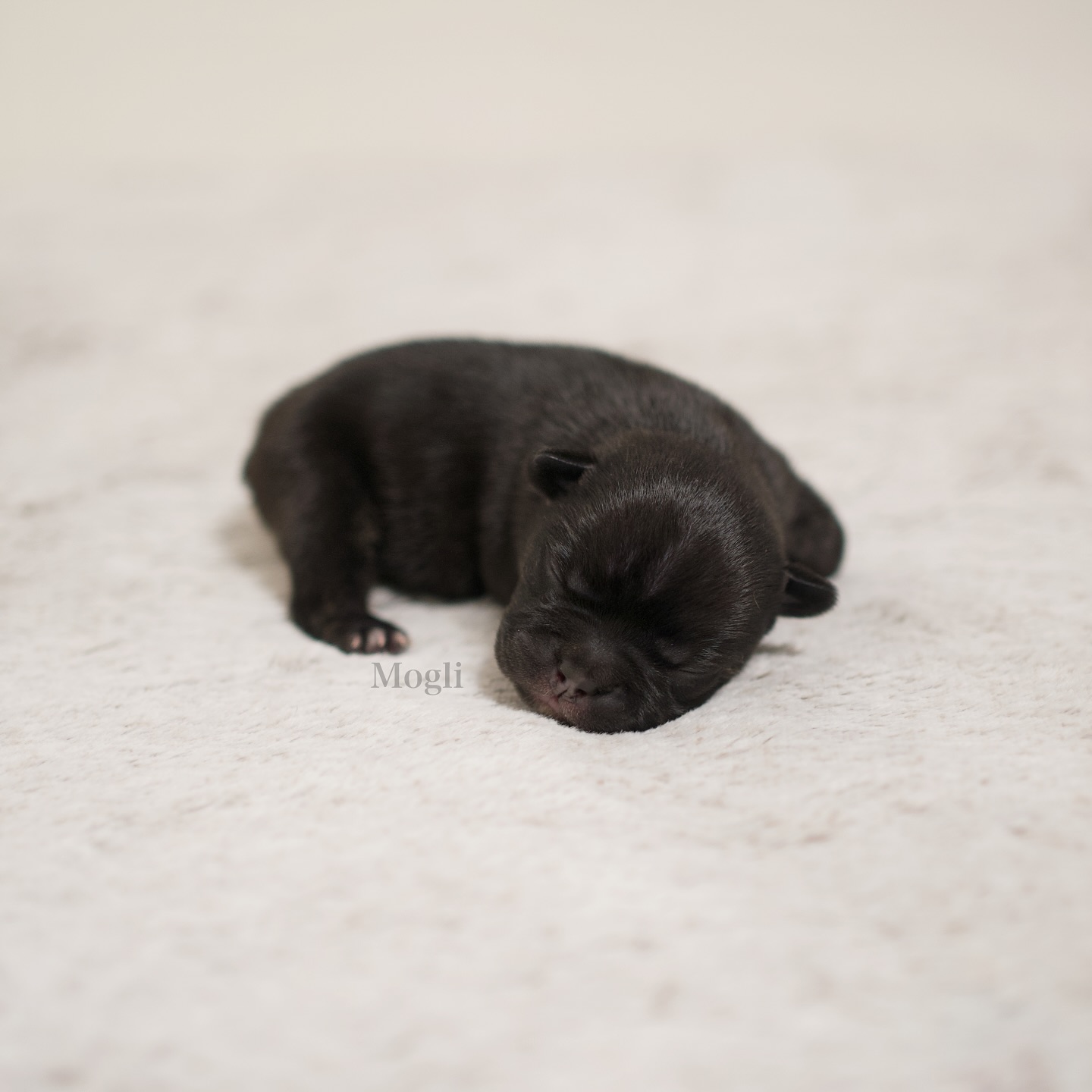 Mit Verspätung setzen wir nun die Vorstellungsrunde fort – denn die anderen drei M-chens wollen wir euch natürlich nicht vorenthalten! 🥹
🦍 Hello Mogli! 🐒
Mogli kam als Fünfter mit 241 g zur Welt – mühelos und genauso unkompliziert wie seine Geschwister. Der lackschwarze Rüde trägt an seinen Pfötchen eine elegante Stromung, was seine wunderschöne Fellzeichnung als black trindle ausmacht. 🖤
Seinen Namen hat er natürlich vom kleinen Abenteurer aus dem Dschungelbuch – neugierig, mutig und immer für ein neues Erlebnis zu haben. Und genau so wirkt unser Mogli jetzt schon: Ein charmanter Bub mit einem besonderen Look und einem Herz, das bereit ist, die Welt zu entdecken! Das wird er auch bald, denn er wird in seinem Fürimmerzuhause neben viel Land auch Schafe haben, um die er sich kümmern darf. 😍🐾
#AlphaBully #sportlichebulldogge #französischebulldoggen #bulldoggswithnoses #bullymitnase #healthyfrenchie #frenchiesofinstagram #sportlichefrenchies #nasenbär #retrofrenchie #huskyfrenchie #französischebulldogge #französischebulldoggedeutschland #französischebulldoggeschweiz #bullysmitnase #frenchiebreeder #bulldoggezüchter