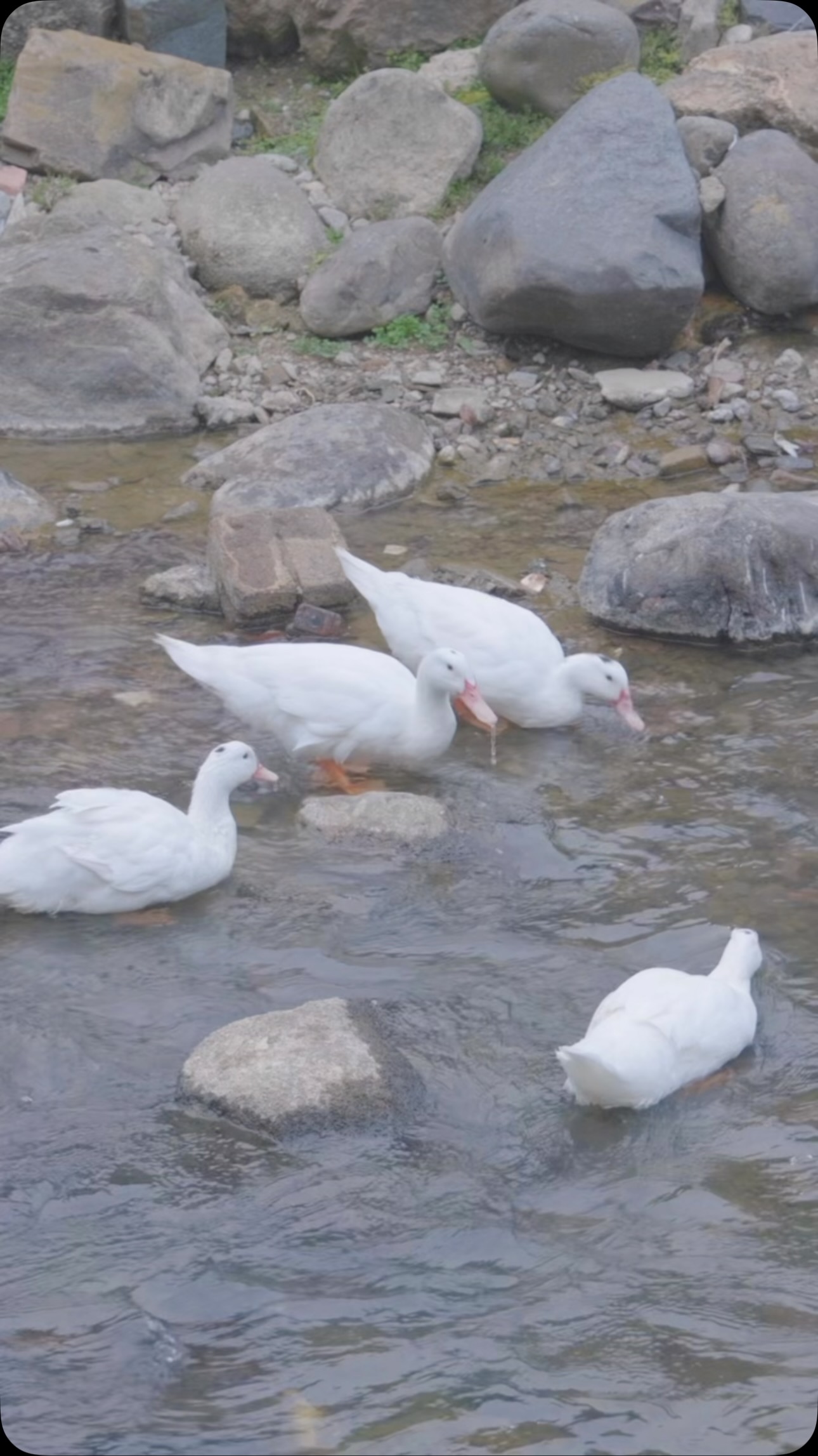 🌤️ A day in the Clouds: Life in a Hakka Earth Building Village🏮
✨ Where Heritage Lives
Step into Taxia Village — a 500-year-old treasure in Nanjing Tulou (UNESCO World Heritage), home to the iconic Hakka Tulou: fortress-like earthen wonders built by China’s Hakka communities. Time slows here, where moss-clad walls hold centuries of stories.
🌿 A Day of Simple Magic
🦆 Morning: Chase ducklings along emerald streams, or breathe in tea-scented air on misty mountain trails.
🎣 Afternoon: Try bamboo fishing in crystal waters, or chat with locals grinding rice in ancient stone mills.
🌙 Evening: Sip oolong tea in a tulou courtyard as fireflies twinkle— then stay for a movie under the stars!
🎢 Escape Made Easy
Just 2 hours by car from Xiamen🚗, or hop on China’s high-speed rail to reach this rural paradise from major cities 🚄. Perfect for a long weekend reset!
🛖 Sleep in a Storybook
Our century-old tulou boutique resort blends history with hygge:
✅ Curated rooms with hand-carved wooden details
✅ Private gardens where crickets sing you to sleep
✅ Exclusive perk: Book with us @woksandwonders for discounts on this wild-luxe retreat!
🌟 Why We’re Different
🌀 Freedom Rules: Private cars + flexible routes (change plans mid-trip? Yes!).
🌱 Beyond Sightseeing: Guides share tulou legends 🧭, not just facts.
🍜 Soul Food: Meals crafted from village-grown veggies + Hakka heritage recipes.
🎞️ Cinematic Memories: We capture candid laughs, not stiff poses (plus that free open-air movie night!).
🌏 Travel warmer. Travel truer.
👉 DM to plan your soul-nourishing escape!
#HakkaHiddenGems #TulouTime #SlowTravelChina #WoksandWonders