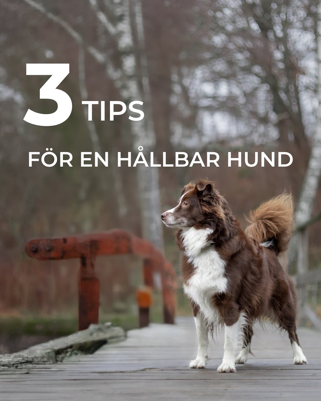 3 TIPS FÖR EN HÅLLBAR HUND 🤘🏻
#hund #hundtips #hundträning #hundhälsa #förebyggskador #hållbarhund #friskvårdförhundar