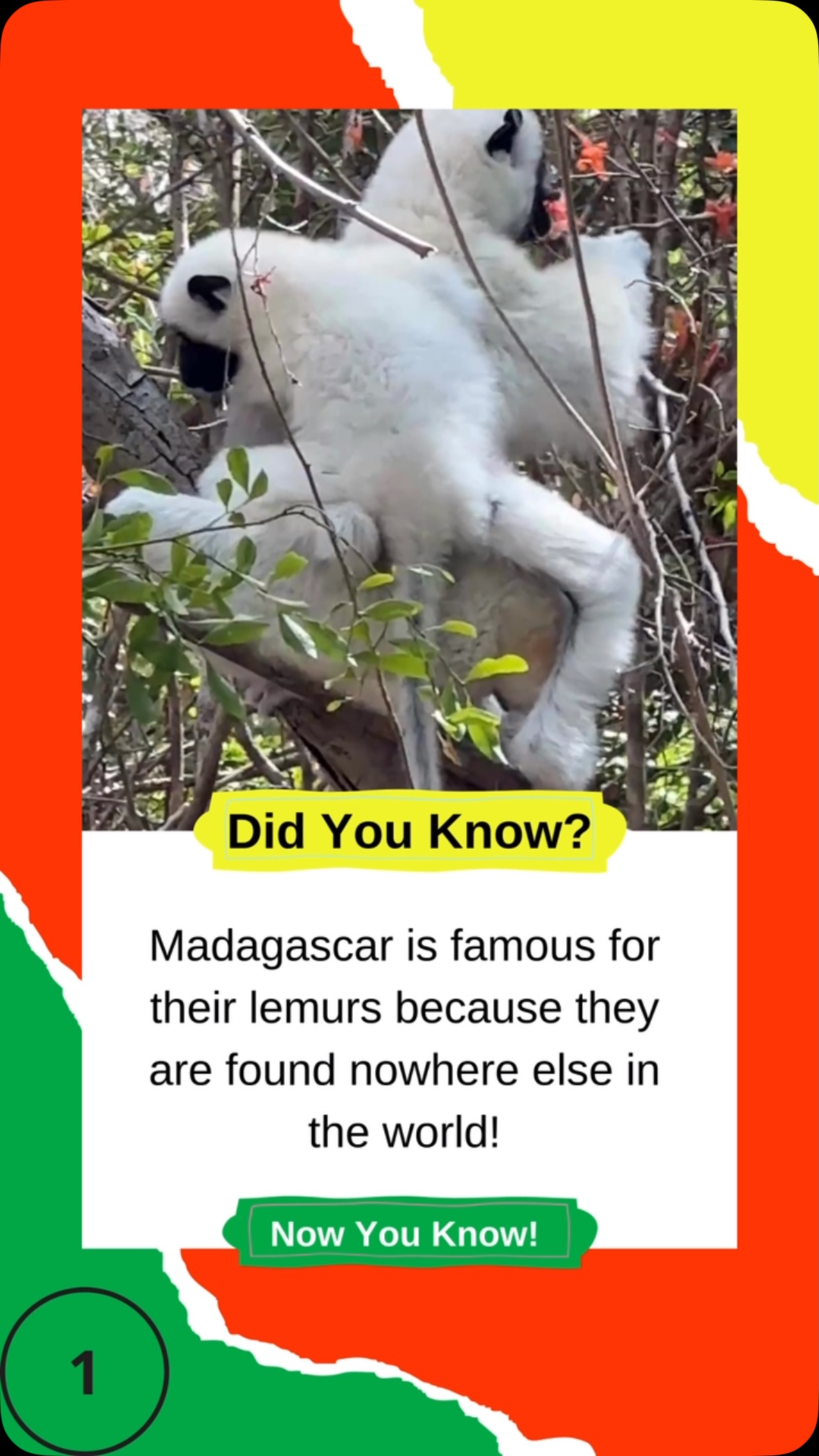 Y’all, let me put you on to Madagascar—one of the most underrated, adventure-packed destinations on the planet! 🤩 From wild lemurs to mouthwatering street food, this island is a WHOLE vibe. Let’s get into it! ⬇️
🐵 Lemur Takeover! – Forget King Julien, these real-life lemurs are even cooler! With over 100 species, you’ll find them leaping through rainforests, chilling in trees, and even singing like whales (yes, really!).
🍢 Street Food Heaven! – If you’re a foodie, Madagascar’s got the goods! Try mofo gasy (fluffy rice pancakes) for breakfast, grab some sizzling brochettes (grilled meat skewers) for lunch, and don’t skip the fresh tropical fruits! 🍍🔥
🏝️ Beach Bliss! – Imagine white sand, turquoise waters, and ZERO crowds. Whether you’re snorkeling in Nosy Be or lounging on Île Sainte-Marie, Madagascar’s beaches are next-level paradise. 🌊💙
🏙️ Antananarivo Adventures! – The capital, aka Tana, is built on 12 hills, meaning EPIC city views. Explore royal palaces, bustling markets, and soak up the mix of Malagasy & French vibes. 🏰✨
⛰️ Tsingy de Bemaraha = Nature’s Playground! – This place looks like another planet! The Tsingy is a forest of sharp limestone towers where you can climb, zip-line, and spot rare wildlife. A true bucket-list experience! 🌄🙌
So tell me—who’s adding Madagascar to their travel list? 🤩✈️ Drop a 🌿 if you’re ready for the adventure!
#VenidaDiscoversAfrica365 #MadagascarUncovered #LemurVibes #FoodieWanderlust #BeachLover #TsingyExplorers