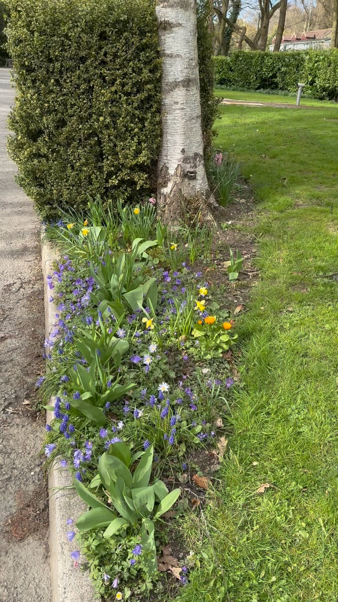 🌼🌸Spring has sprung!🌸🌼
#spring #springhassprung #flower #sunnyday #campsite #caravansite #caravan #campervan #tent #camping