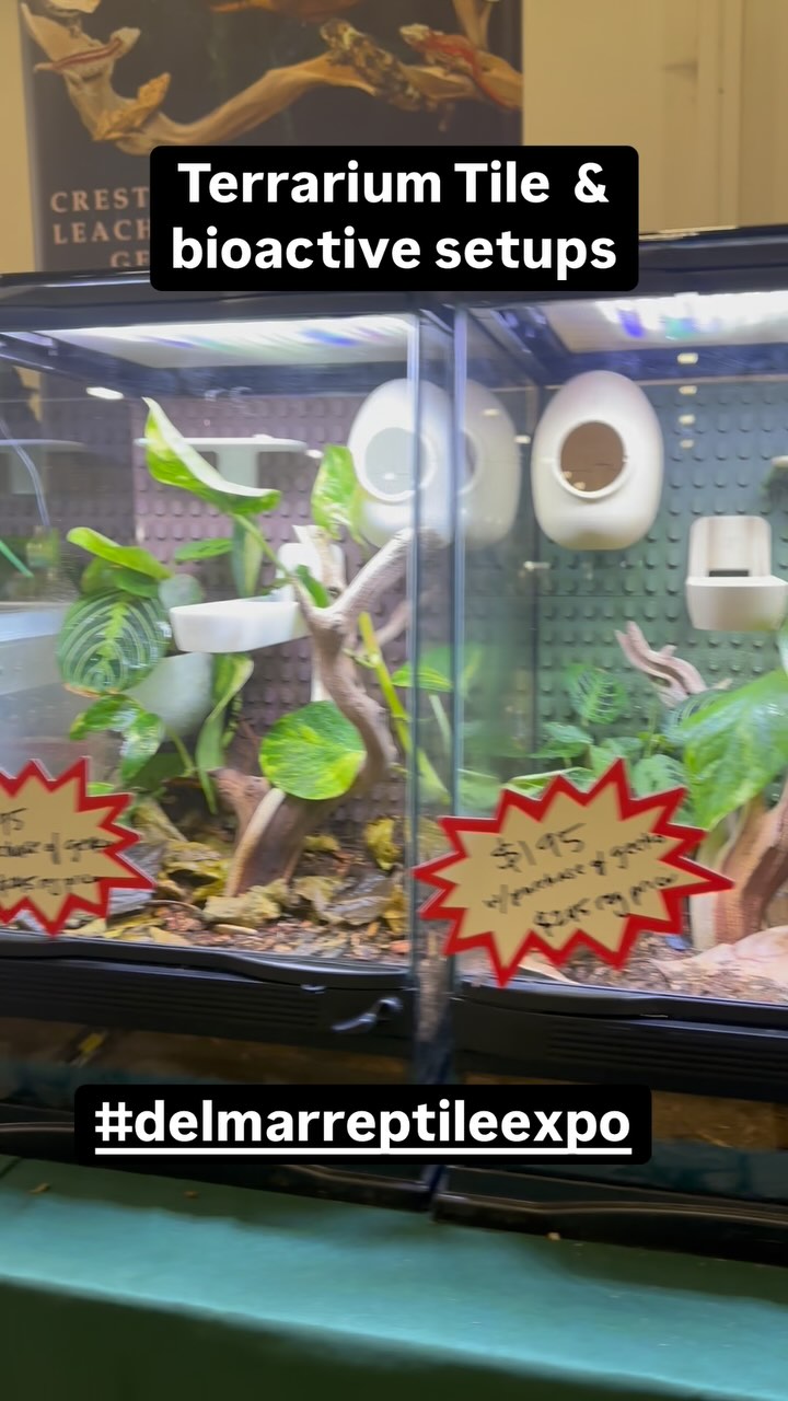 Day 2 at the #delmarreptileexpo and ready to meet all the #reptilelovers in the San Diego area. Come say hi and see #marvelmorphs geckos and reptile supplies.