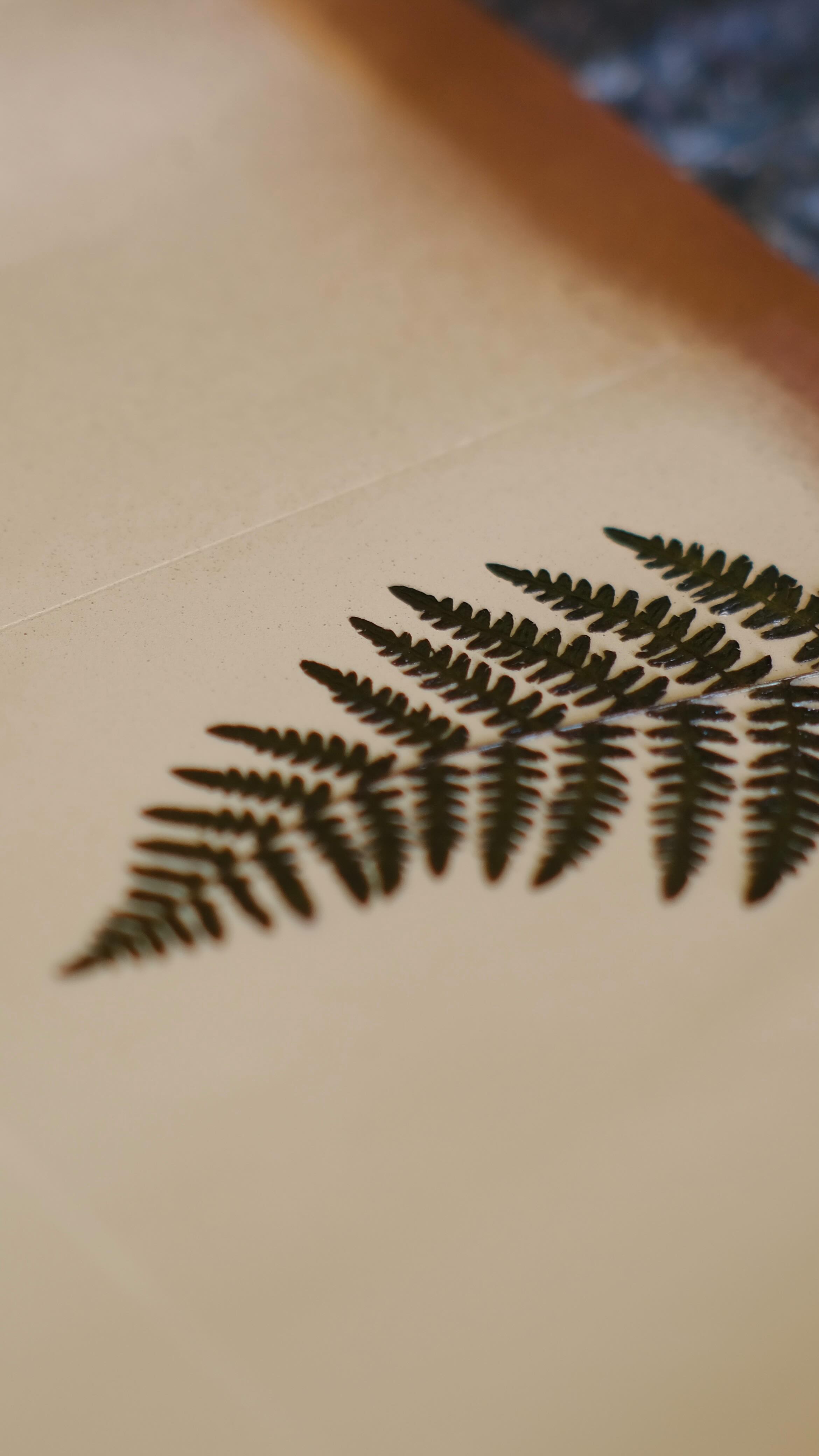 Takto vyzerá výroba jedného z mojich zápisníkov s papradím 🌿👈 Dakedy sa aj ruky trasú avšak treba zostať v precíznom móde 🙂
#procesvyroby #kozenyobal #paprad #lokalnatvorba #prirodnydizajn #horalist #gravirovanie #kreatívnatechnika #kreativitesamedzenekladu #remeslojecool