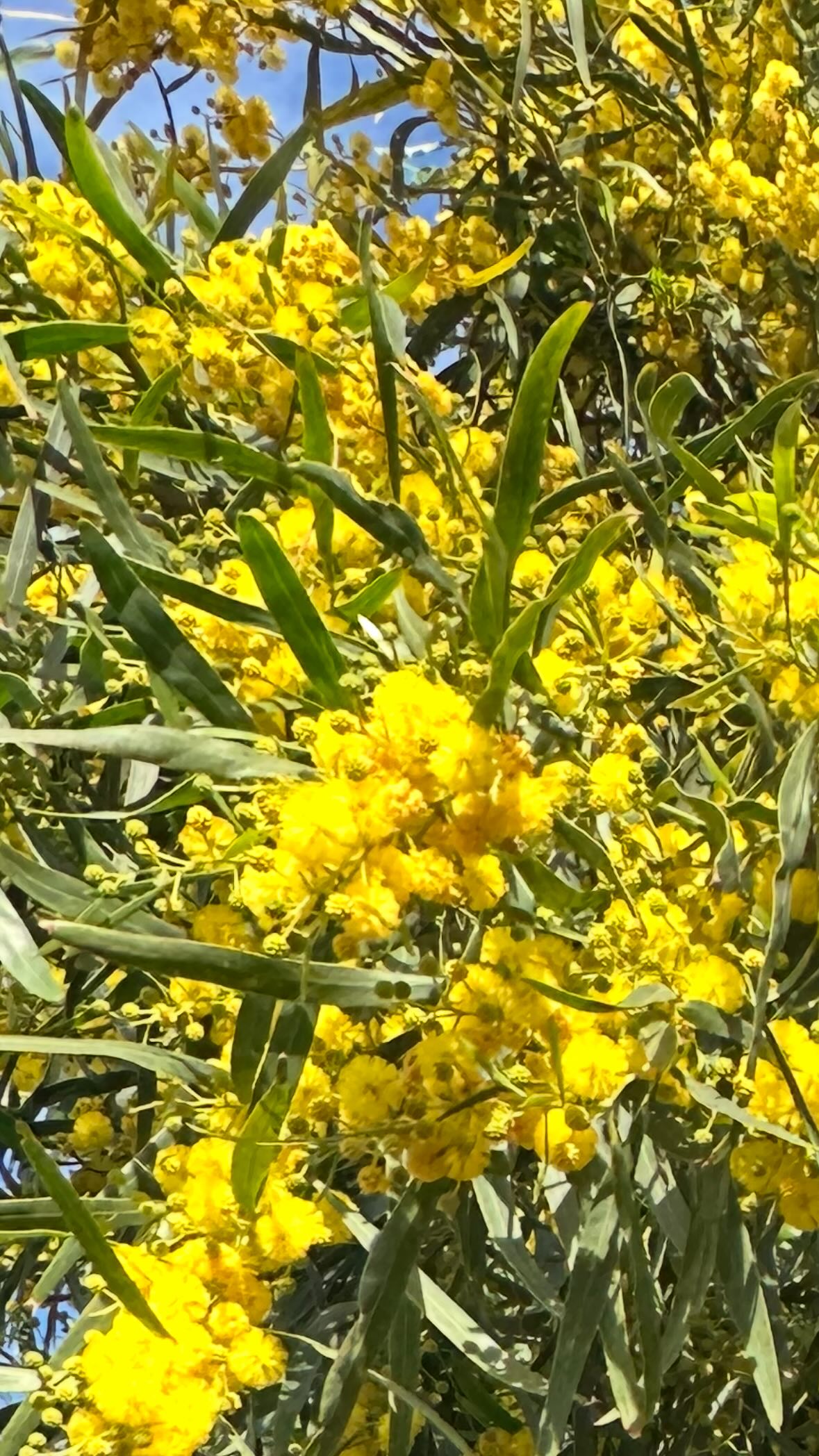 Veckan som gick 💛
lyckades skapa ett mellanrum i kalendern och tillbringade en ledig vecka i Spanien
Läste tre och en halv bok, åt och drack gott, promenerade, yogade hos härliga Amanda @yogarealign, solade, kurade inne när det regnade (för det gjorde det). Tog dagarna som de kom, timme för timme 💛 Lugnt & skönt i mimosa blommande land