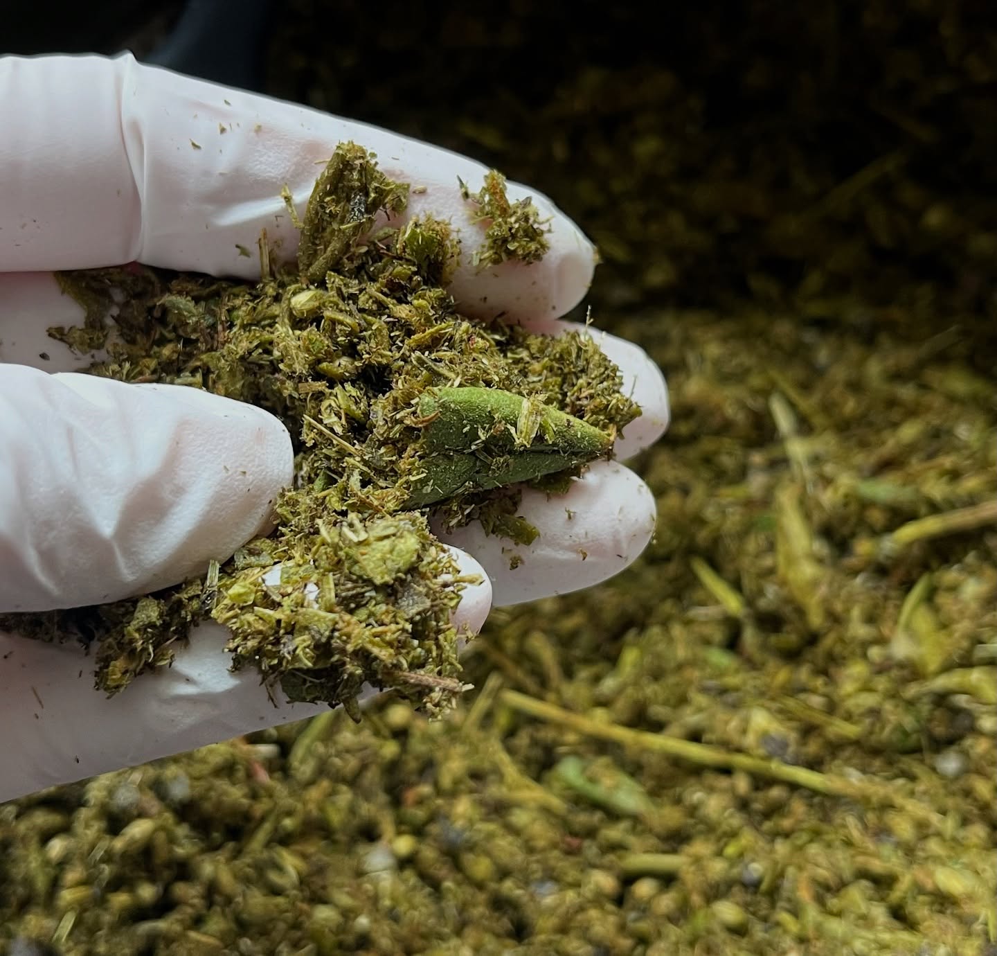 The starting point of all Wekusko Wild products is wild harvested and gathered boreal forest botanicals. Here I have ground bearberry, Labrador tea, yarrow, horsetail and mint - starting the extraction process to become bearberry probiotic face cream. The key to sensitive skin care is eliminating synthetic ingredients and irritants, which for many includes essential oils which can break down barrier function over time and create skin concerns. Reach for gentle, EO free, effective skincare made here in northern Canada. For everyone at every age. #skincare #wekuskowild #canadianmade #manitobamade #elbowsup #iamtheteam #essentialoilfree #sensitiveskin #herbs #bearberry #boreal