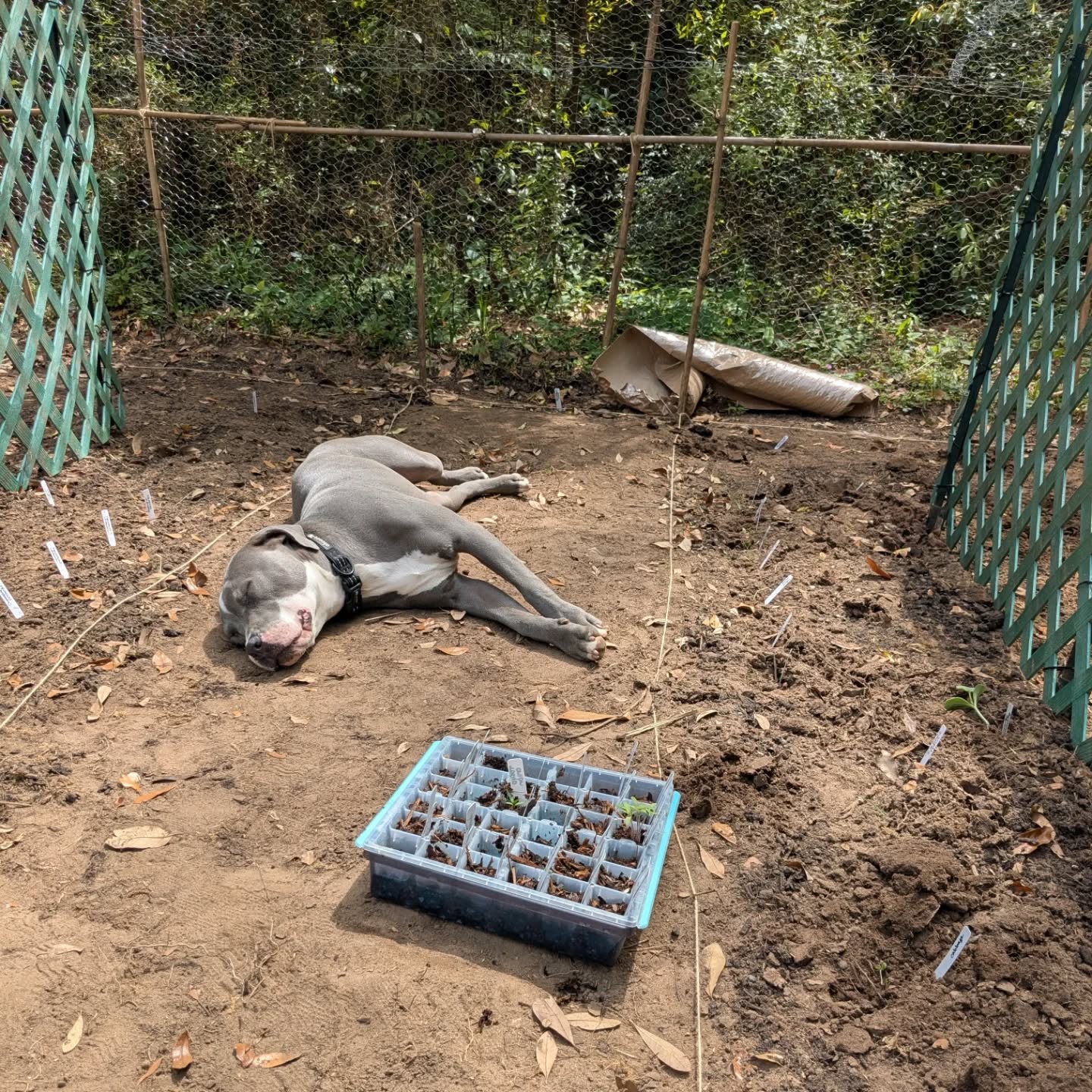 Blue's working super hard here in the garden with me, today. 😂