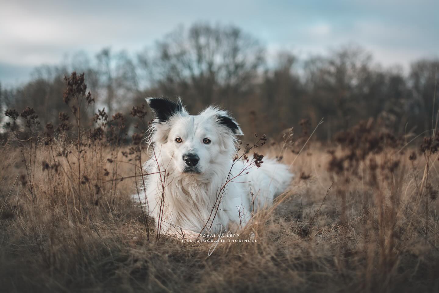 MOGLI
•
Du hast Fragen oder möchtest direkt ein Shooting buchen? Meld dich gern 🌸
📧 info@tierfotografie-thueringen.de
💻 www.tierfotografie-thueringen.de
#hundefotografie #tierfotografie #thüringen #bordercollie