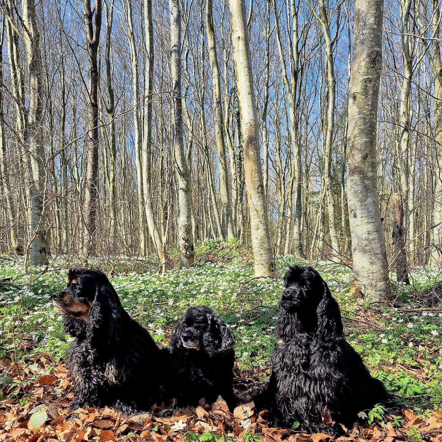 🌼💮
#springflowers #americancocker #dogsofinstagram #cockerspaniel