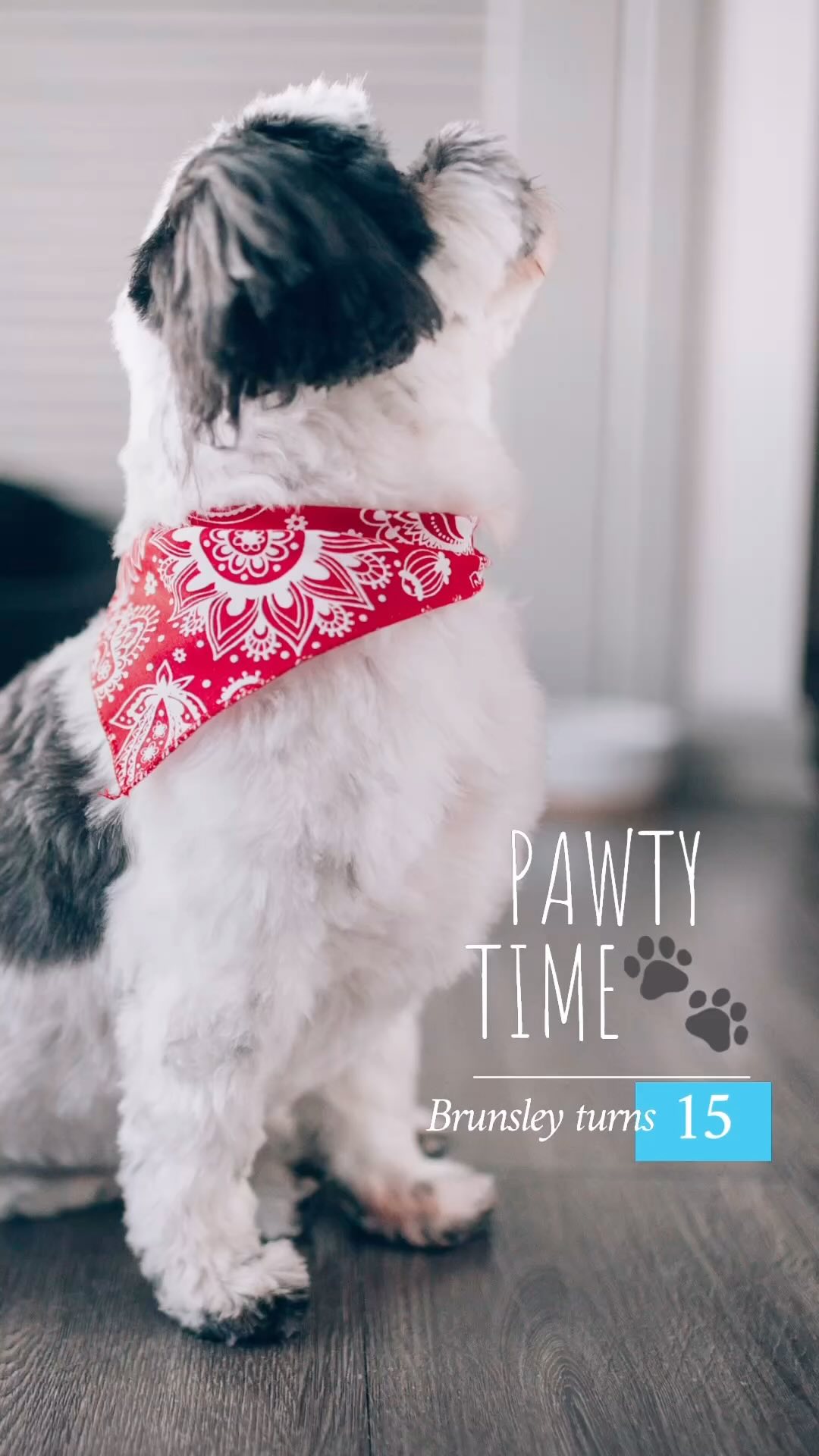 My fur baby is 15yo… and still kicking it hard🤯🥳🥰🩵.
I like to think it’s cause of how much love he’s experienced 💕. He probably isn’t ready to say goodbye to all the food yet either 😭.
Cover 📸 @justxfred
#furbabymom #shihtzulover #shihtzulife #idontusuallydothis #happyfurbaby #doggiebirthday #longlife