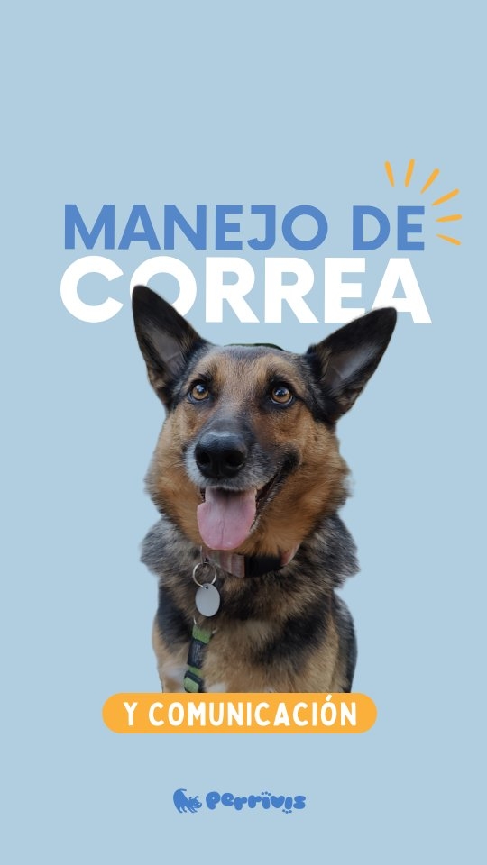 No hay soluciones mágicas, pero si herramientas clave para hacer que los paseos "no pesen".
🧩Todo se trabaja en conjunto, y el primer paso de la confianza siempre es una correcta comunicación.
🍃Si nos entendemos, fluye.
.
.
.
.
.
.
.
.
#educacioncanina #educacioncaninarespetuosa #dogcare #comportamientocanino