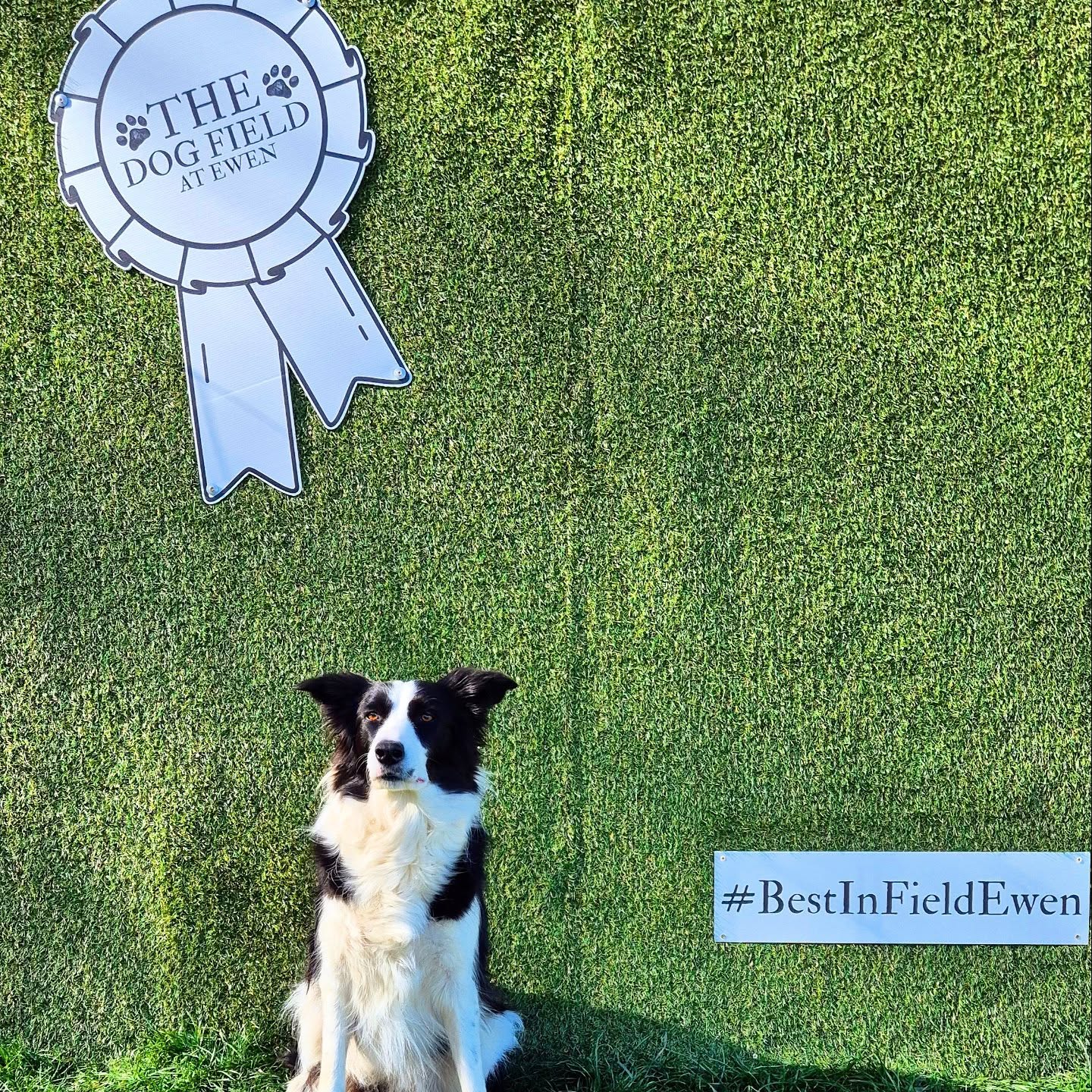 Did you watch Crufts this month?
Well we didn’t want the Kennel Club having all the fun — so we’ve launched our very own Best in Field competition!
Here’s how to enter:
- Snap a pic of your dog in front of our backdrop (located in The Field — not currently in the paddock)
- Tag us in your post
- Use the hashtag #BestInFieldEwen
Each month, one lucky pup will be crowned Best in Field, winning £10 worth of reward points to spend on future bookings — and a touch of local fame while they’re at it!
Please note: Due to Facebook’s privacy settings, we can’t always see every photo — so make sure you tag us directly in the picture as much as you can to be sure we don’t miss it.
Here’s a snap of Ruby modelling the backdrop for the very first shoot — now it’s your turn!
Start entering now to be April's Best In Field Champion!
#BestInFieldEwen #dogtraining #dogfield #dog walking