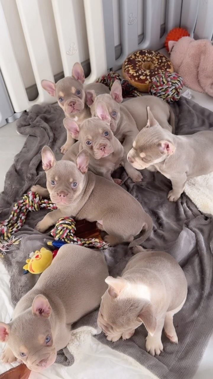 L-Chens 🥹❤️
#AlphaBully #sportlichebulldogge #französischebulldoggen #bulldoggswithnoses #bullymitnase #healthyfrenchie #frenchiesofinstagram #sportlichefrenchies #nasenbär #retrofrenchie #huskyfrenchie #französischebulldogge #französischebulldoggedeutschland #französischebulldoggeschweiz #bullysmitnase #frenchiebreeder #bulldoggezüchter